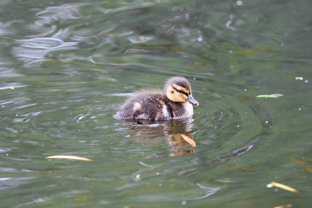 a duck swimming in water