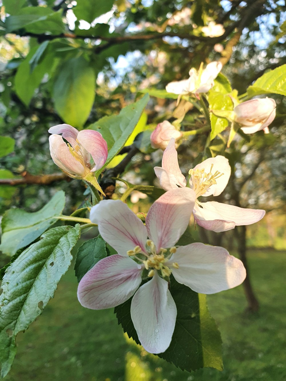 a close up of a flower