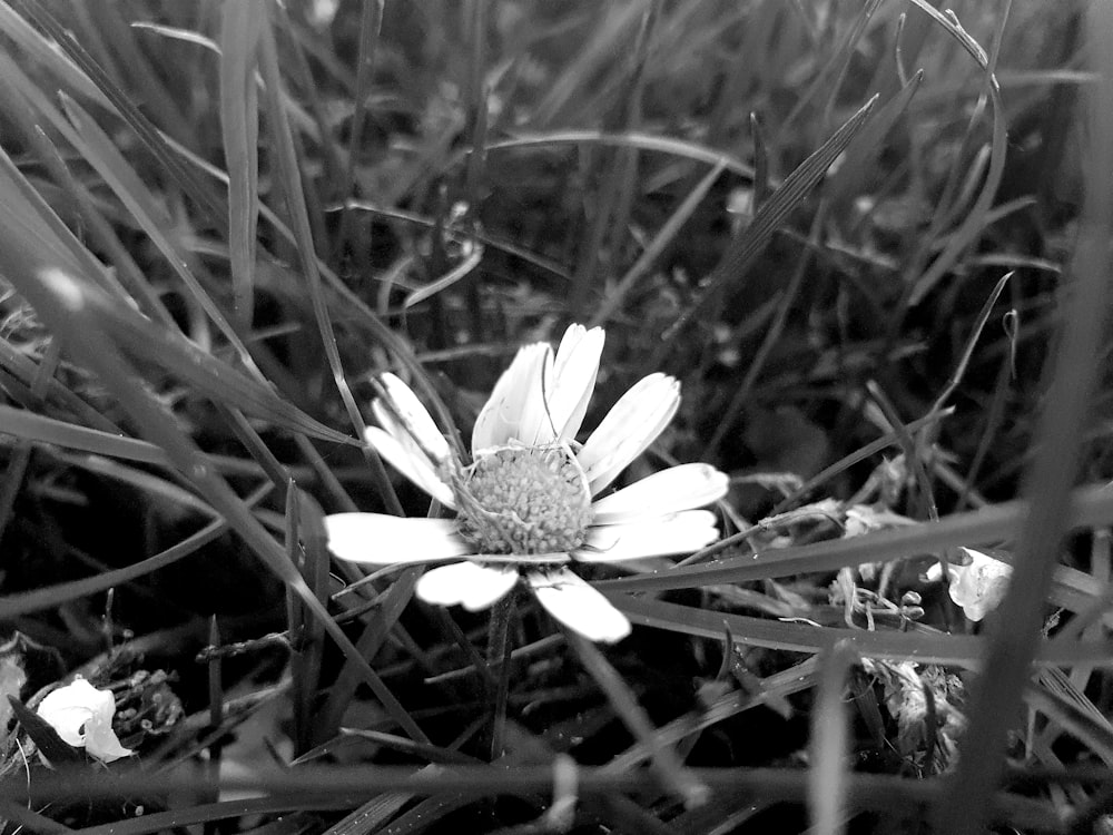 a white flower in a field