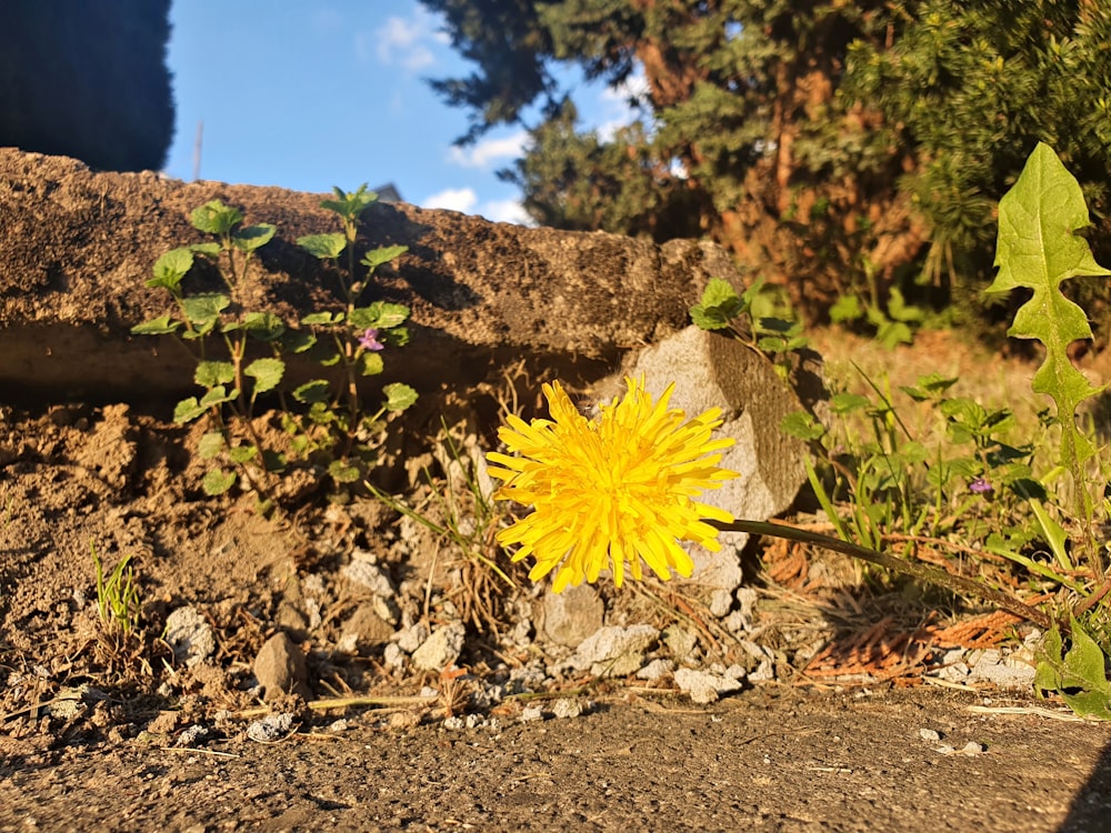 a yellow flower in the dirt