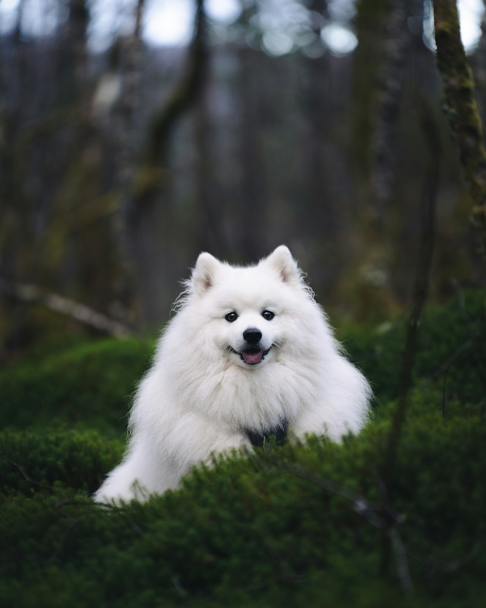 a white dog in the grass