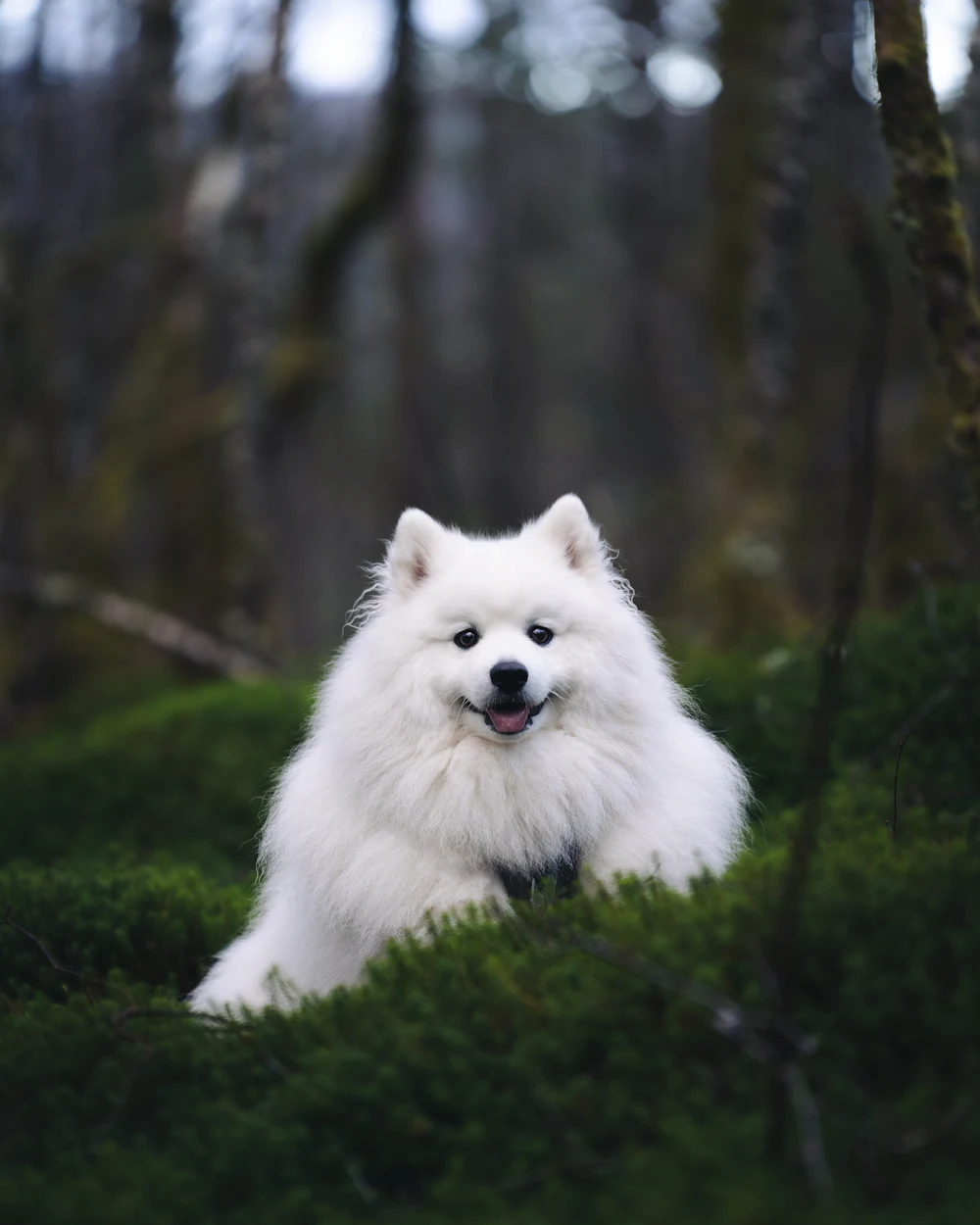 Japanese Spitz, photo 4