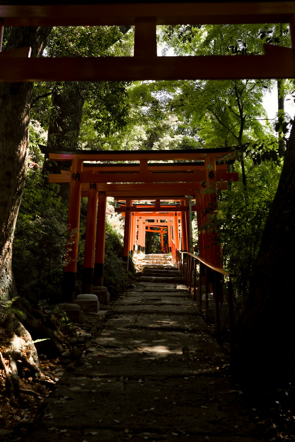 a wooden walkway through a forest