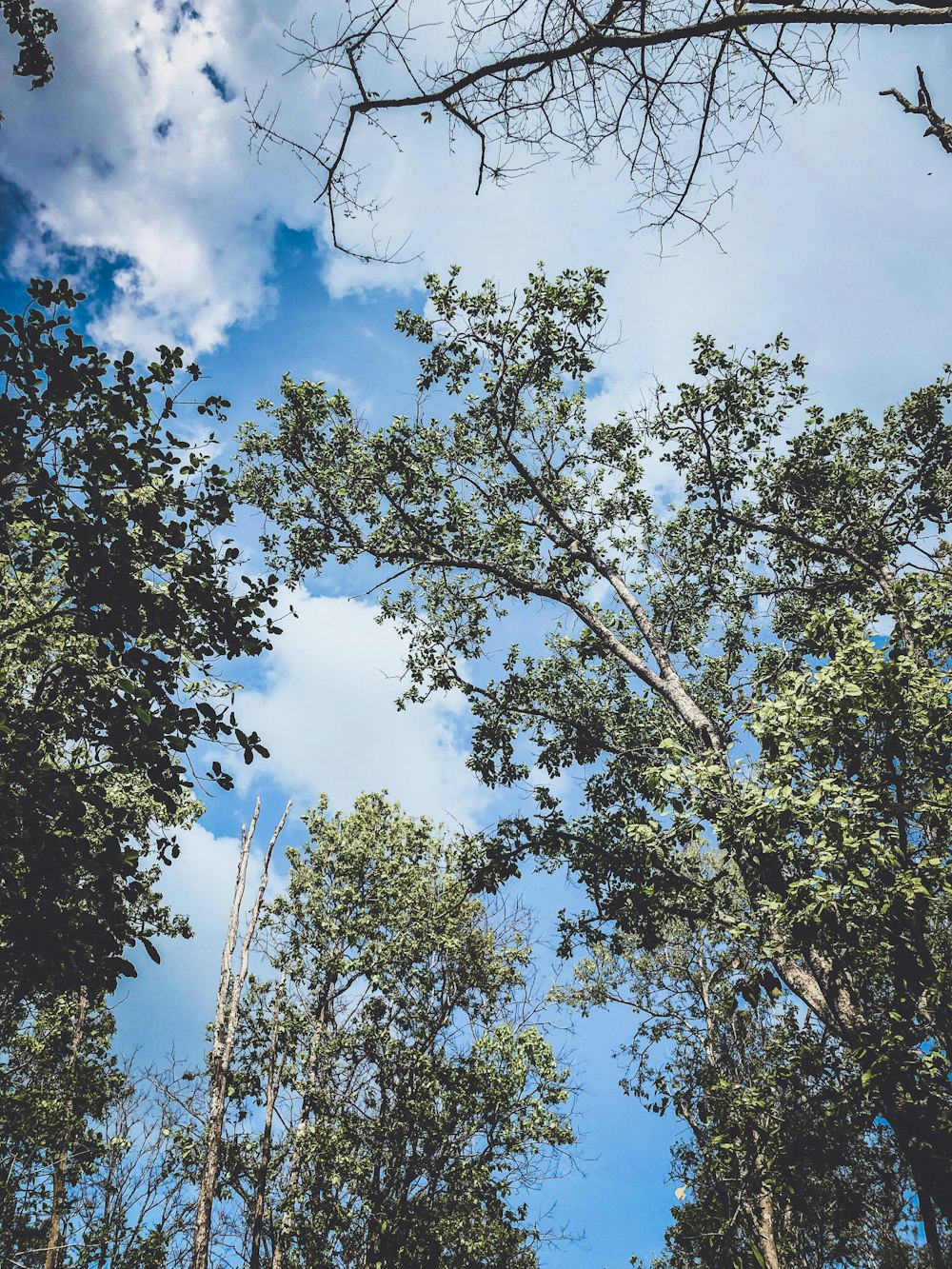 looking up at trees and blue sky