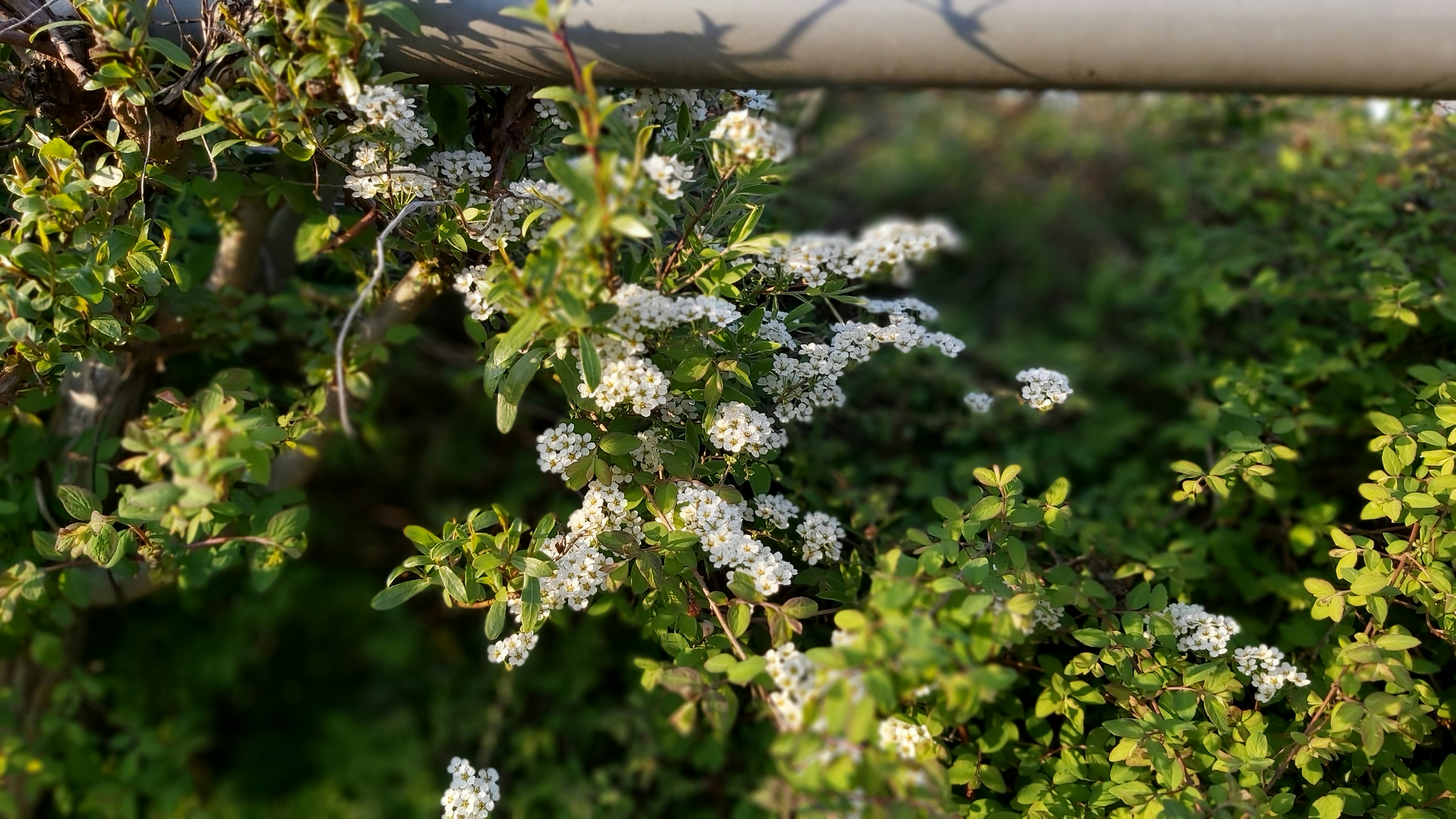 a close up of a plant