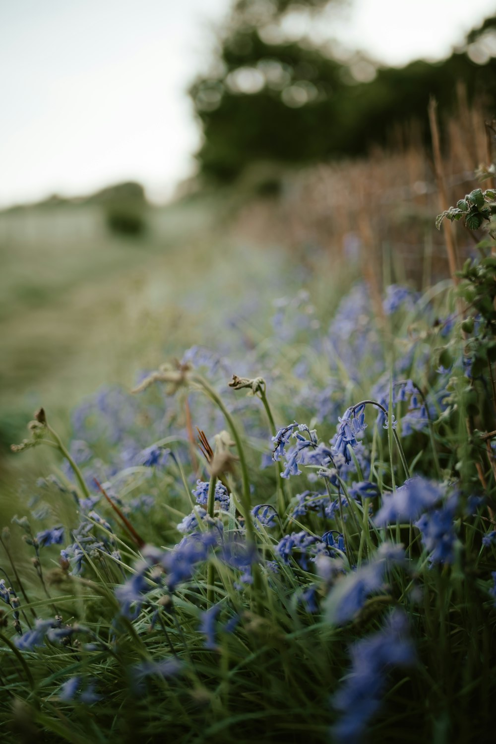 a close up of some flowers