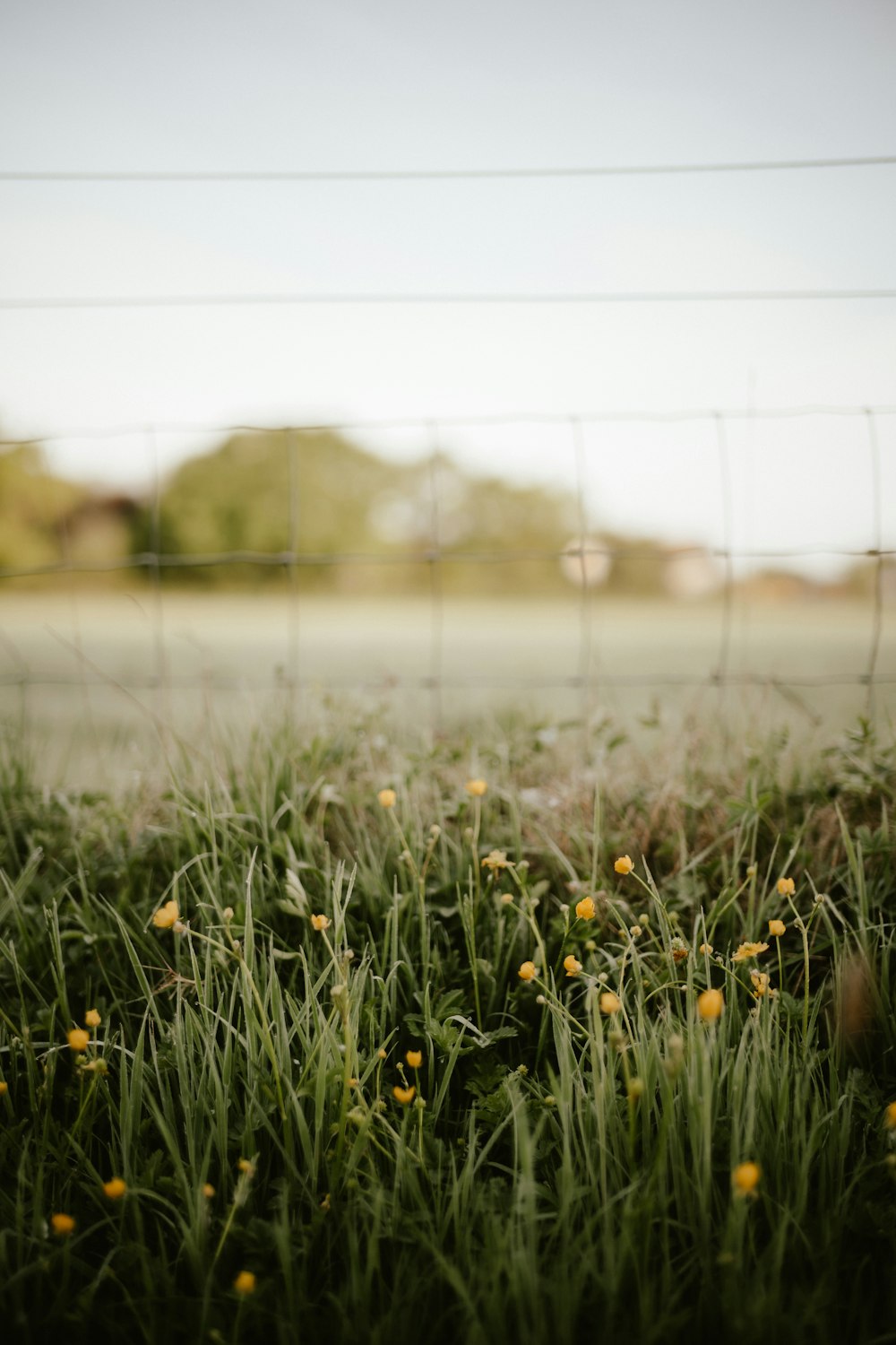 a field of yellow flowers