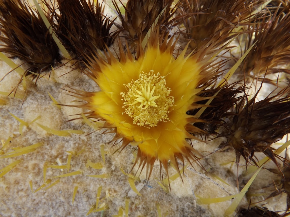 a yellow flower in the sand