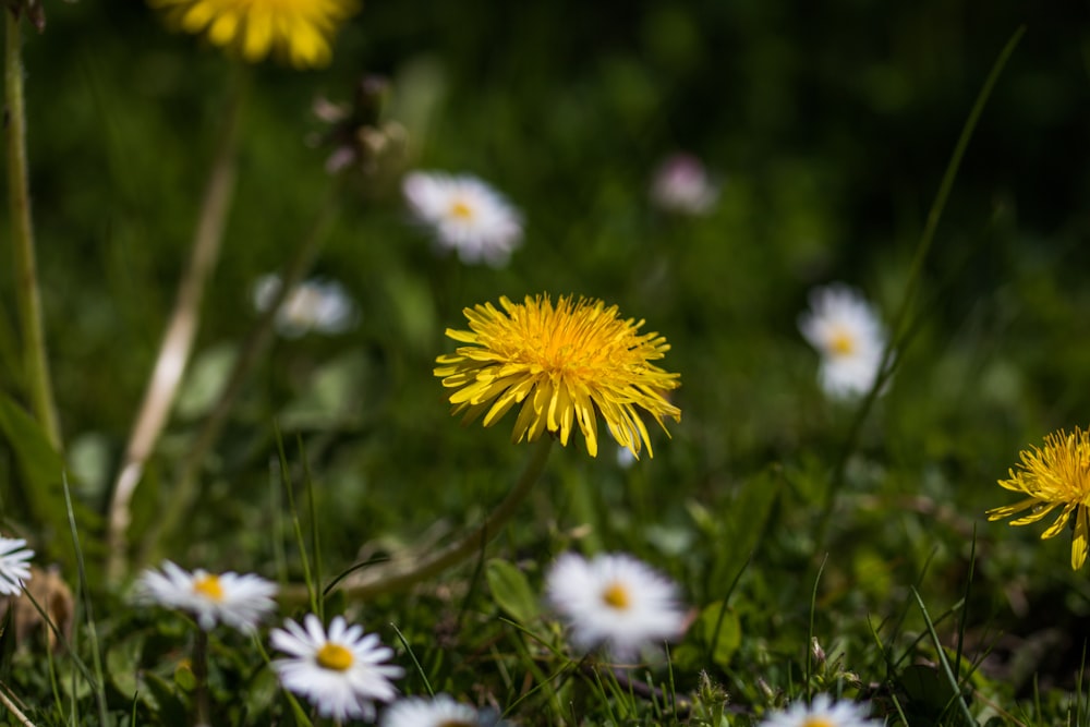 a group of flowers