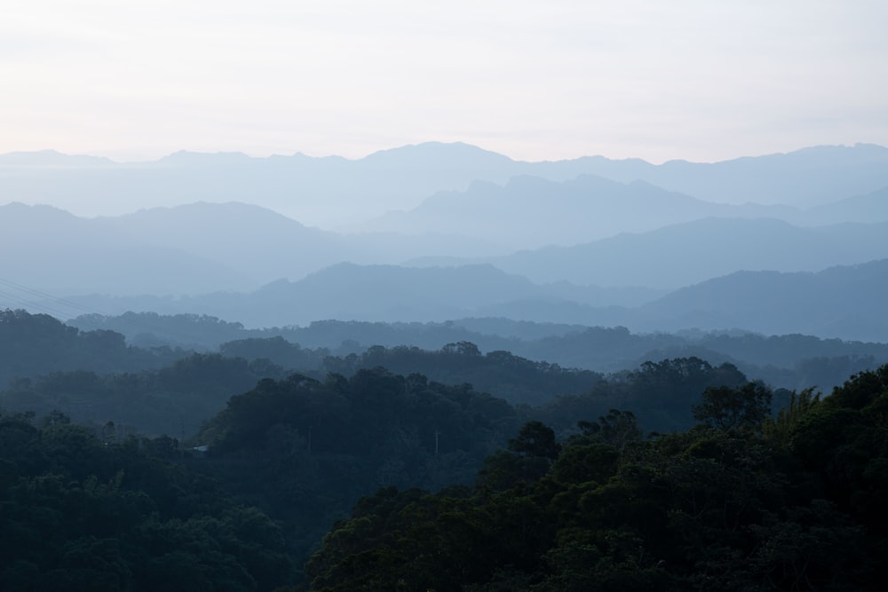 a view of a forest