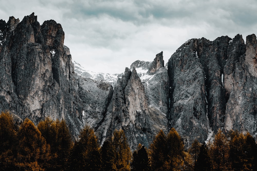 a group of trees and mountains