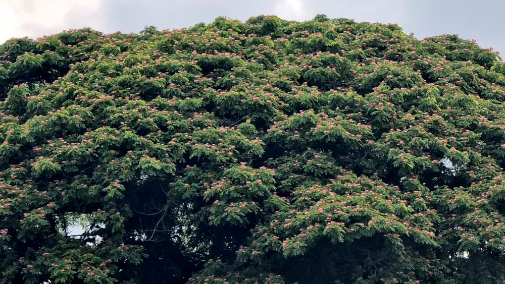 a large group of trees