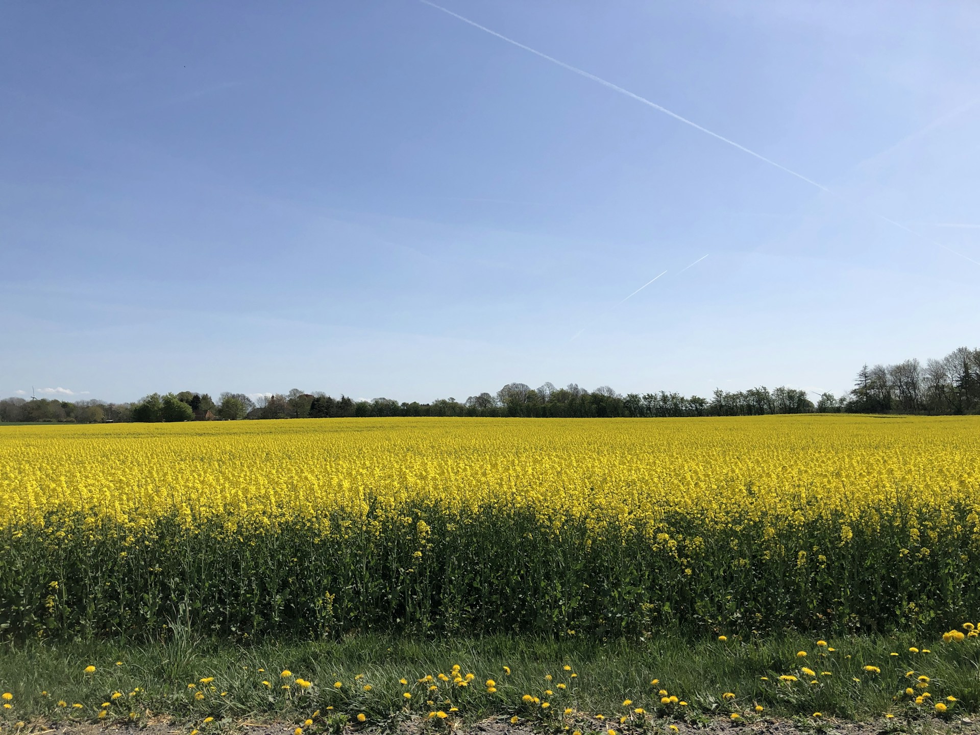 a field of yellow flowers