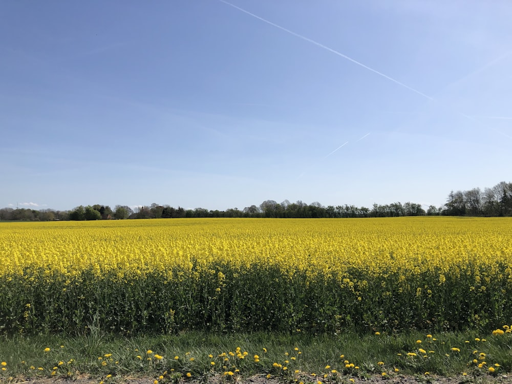 un champ de fleurs jaunes