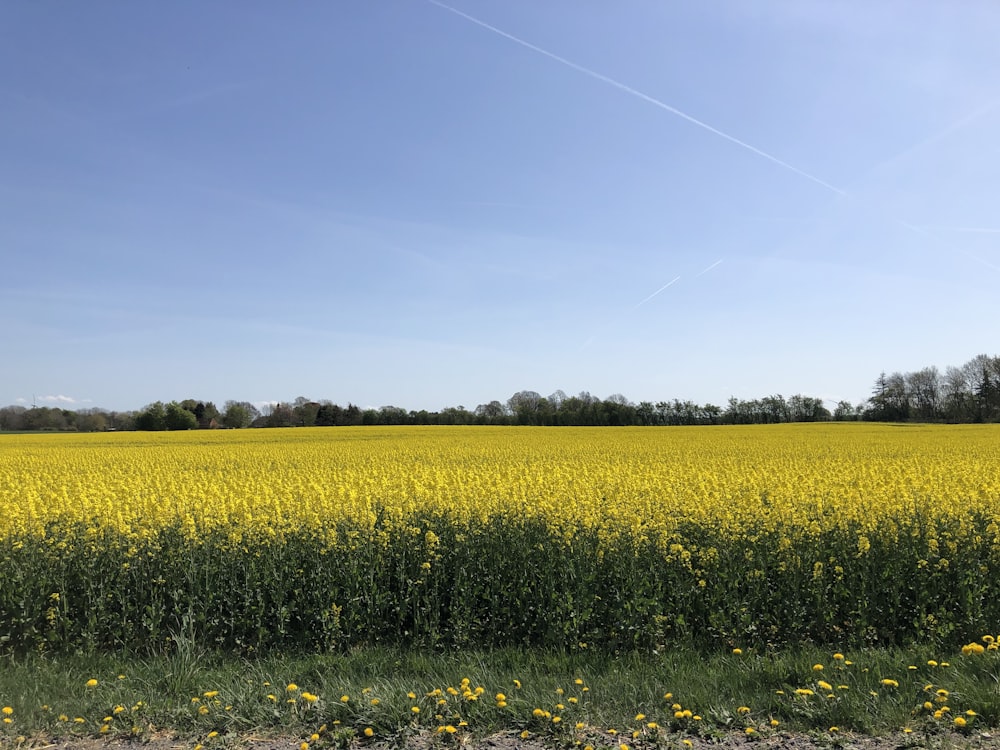 um campo de flores amarelas