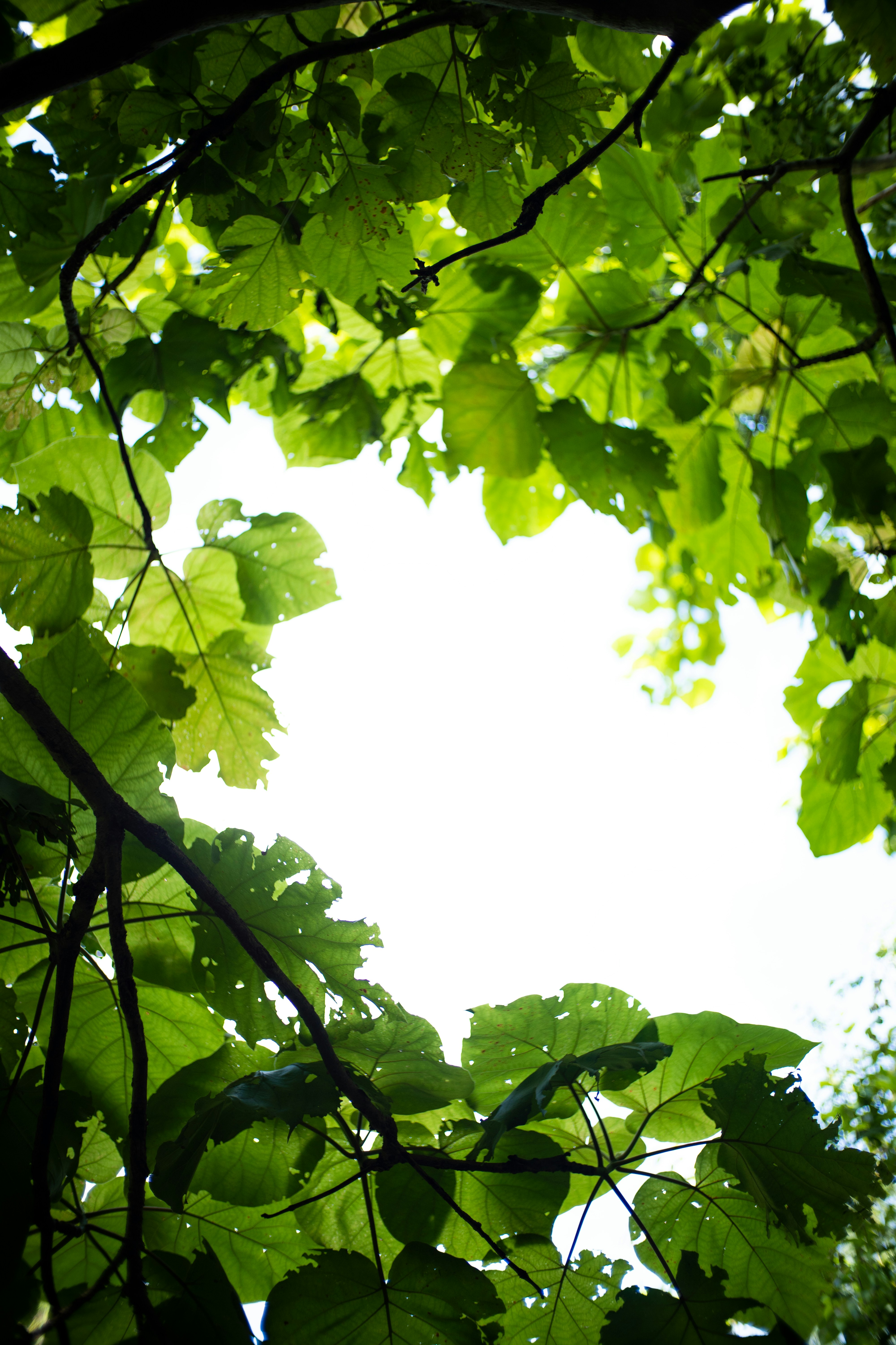 A tree with green leaves