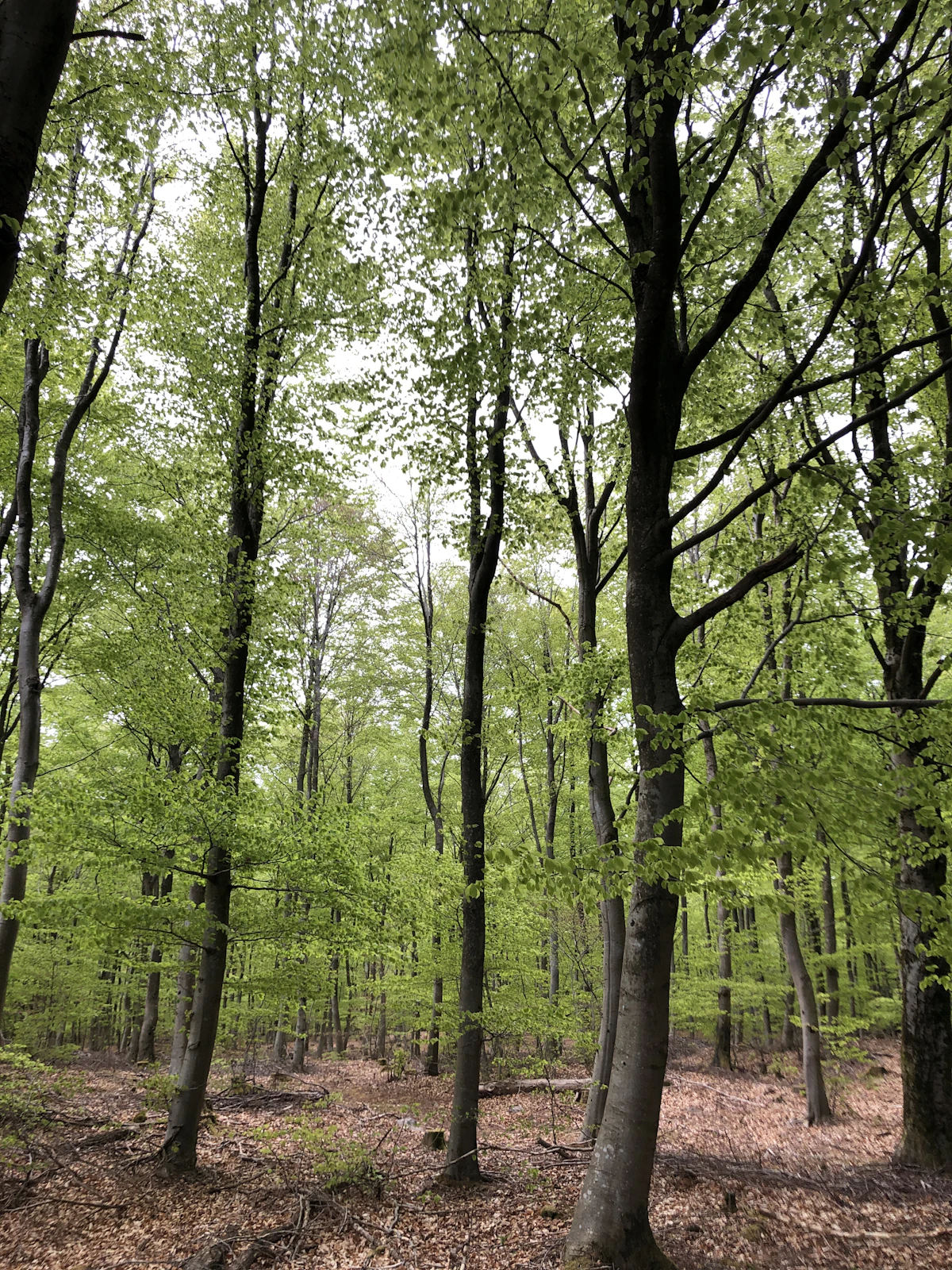 Bøgeskov i Danmark