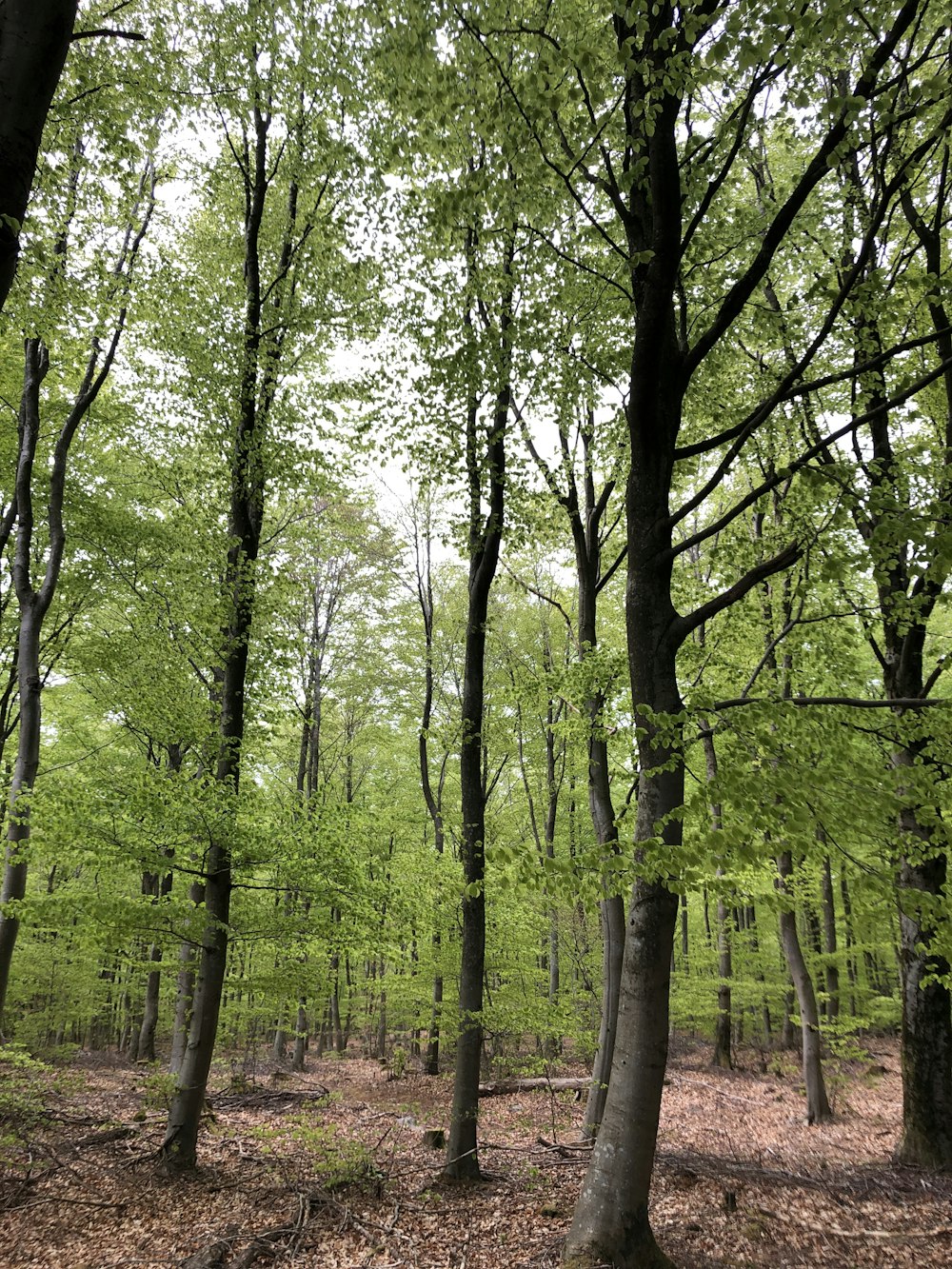 a forest of trees