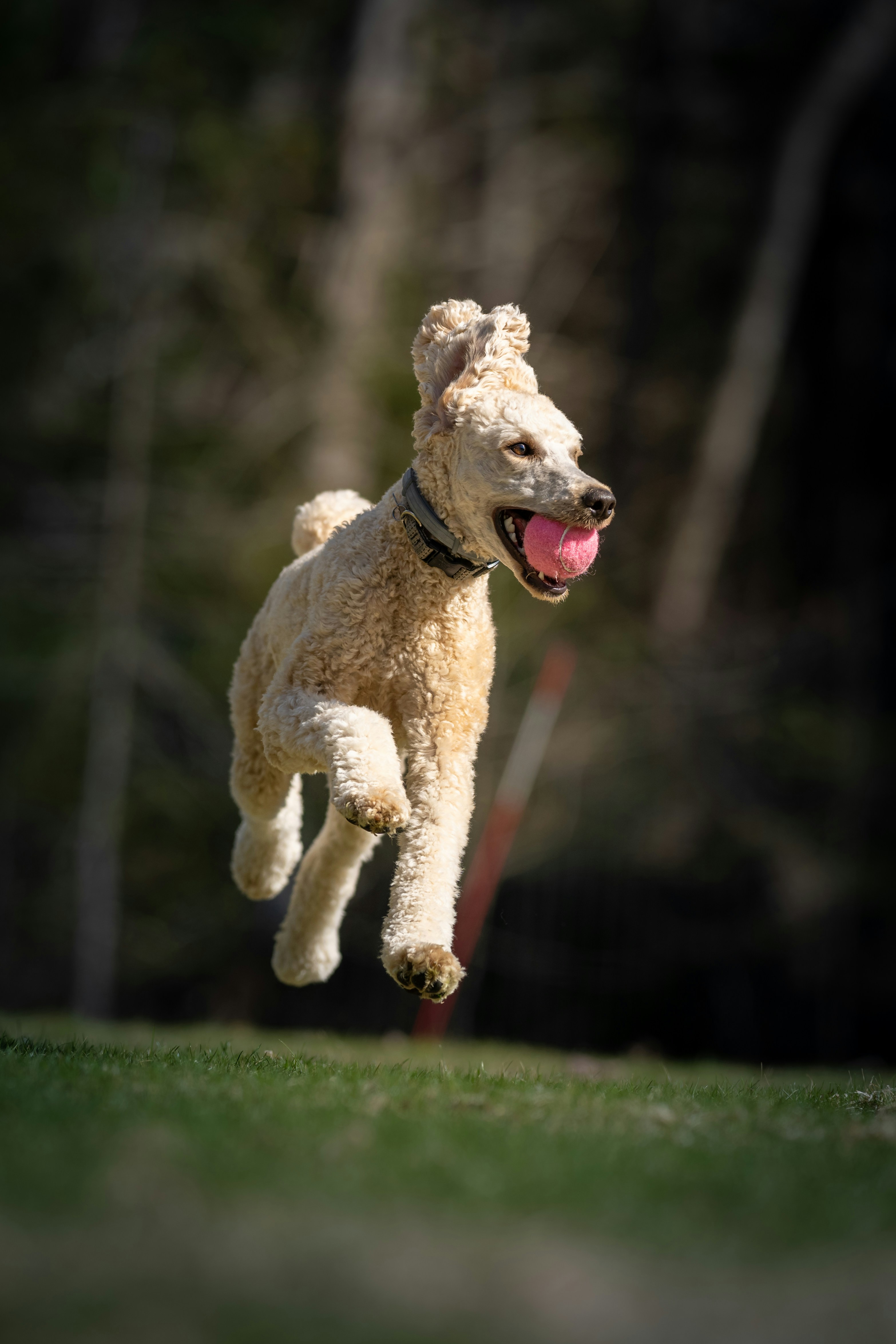 Photo by skylerewing