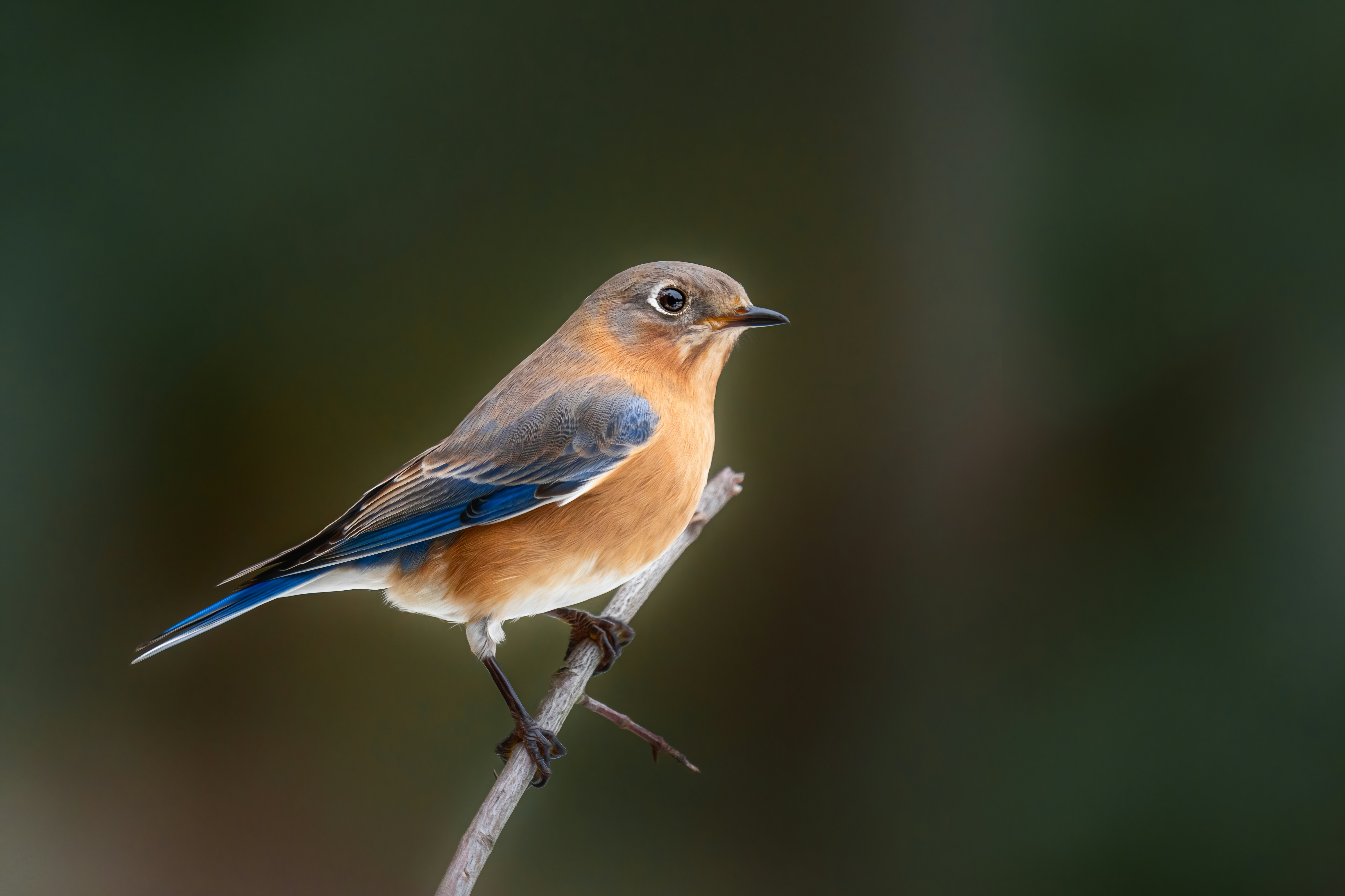 Photo by skylerewing