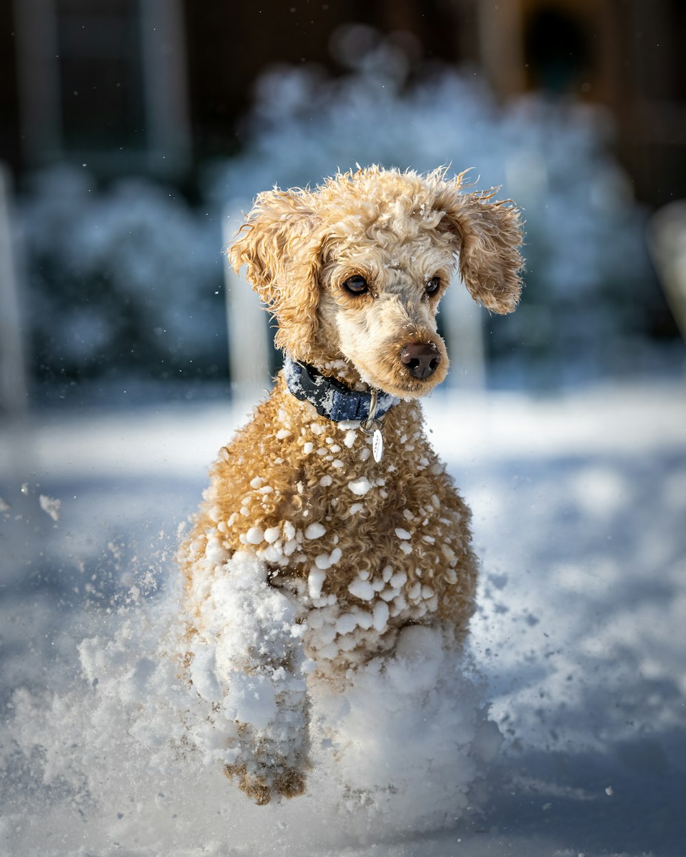 a dog running through snow