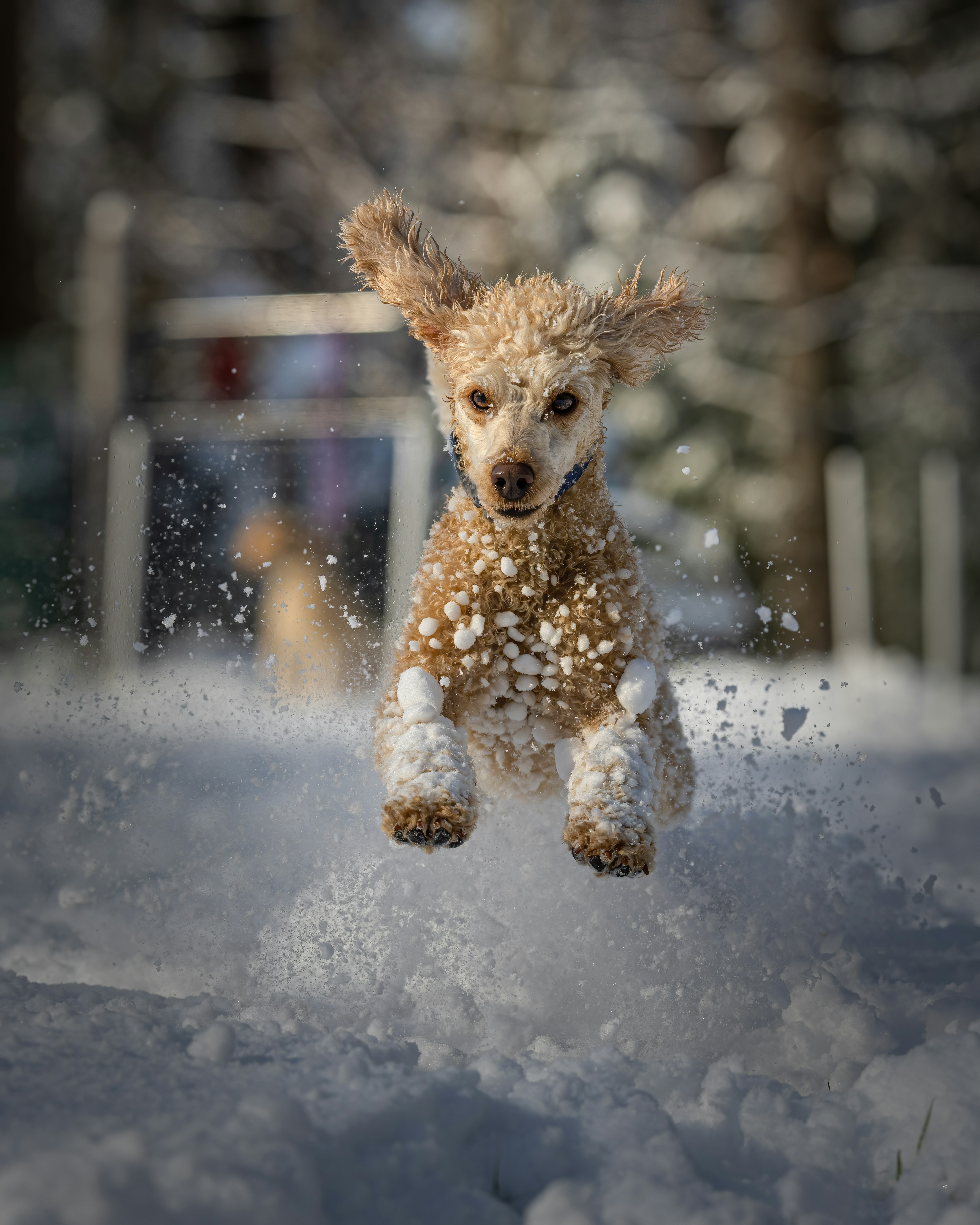 Photo by skylerewing