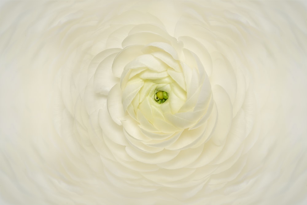 a white flower with a green center