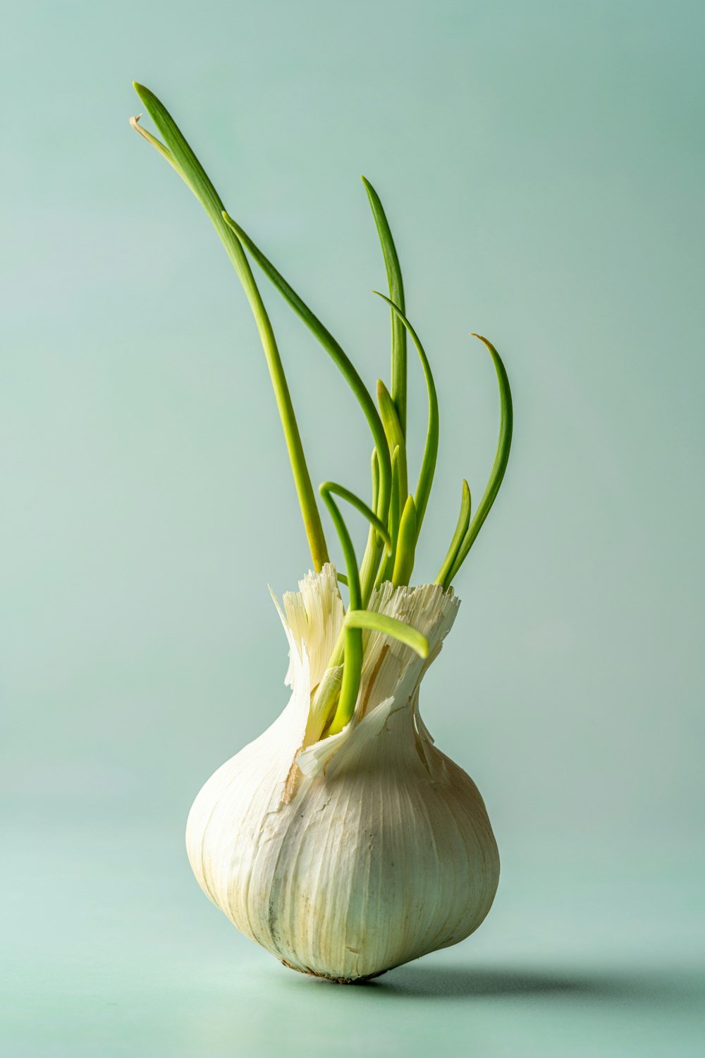 a vase with a yellow flower