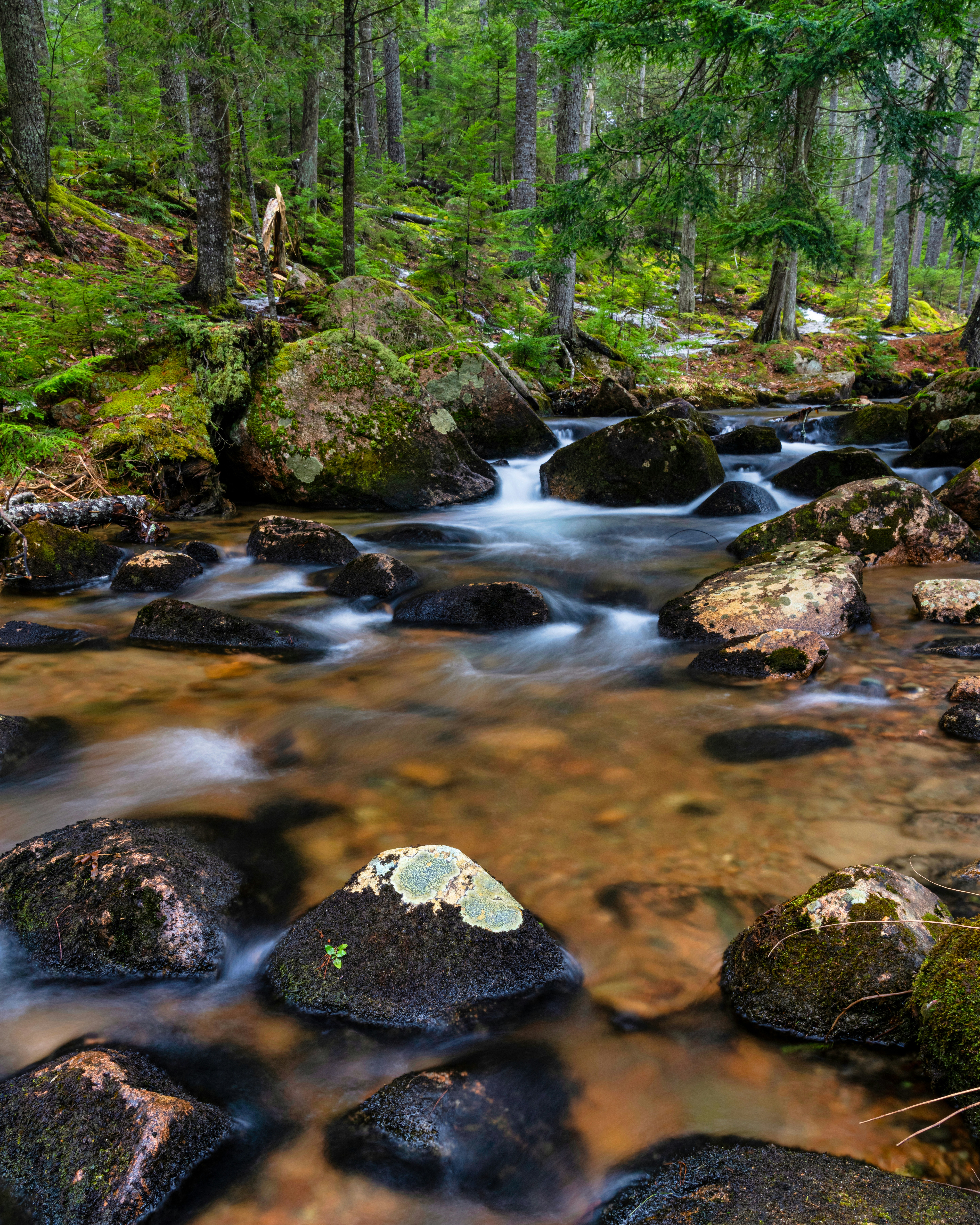 Photo by skylerewing