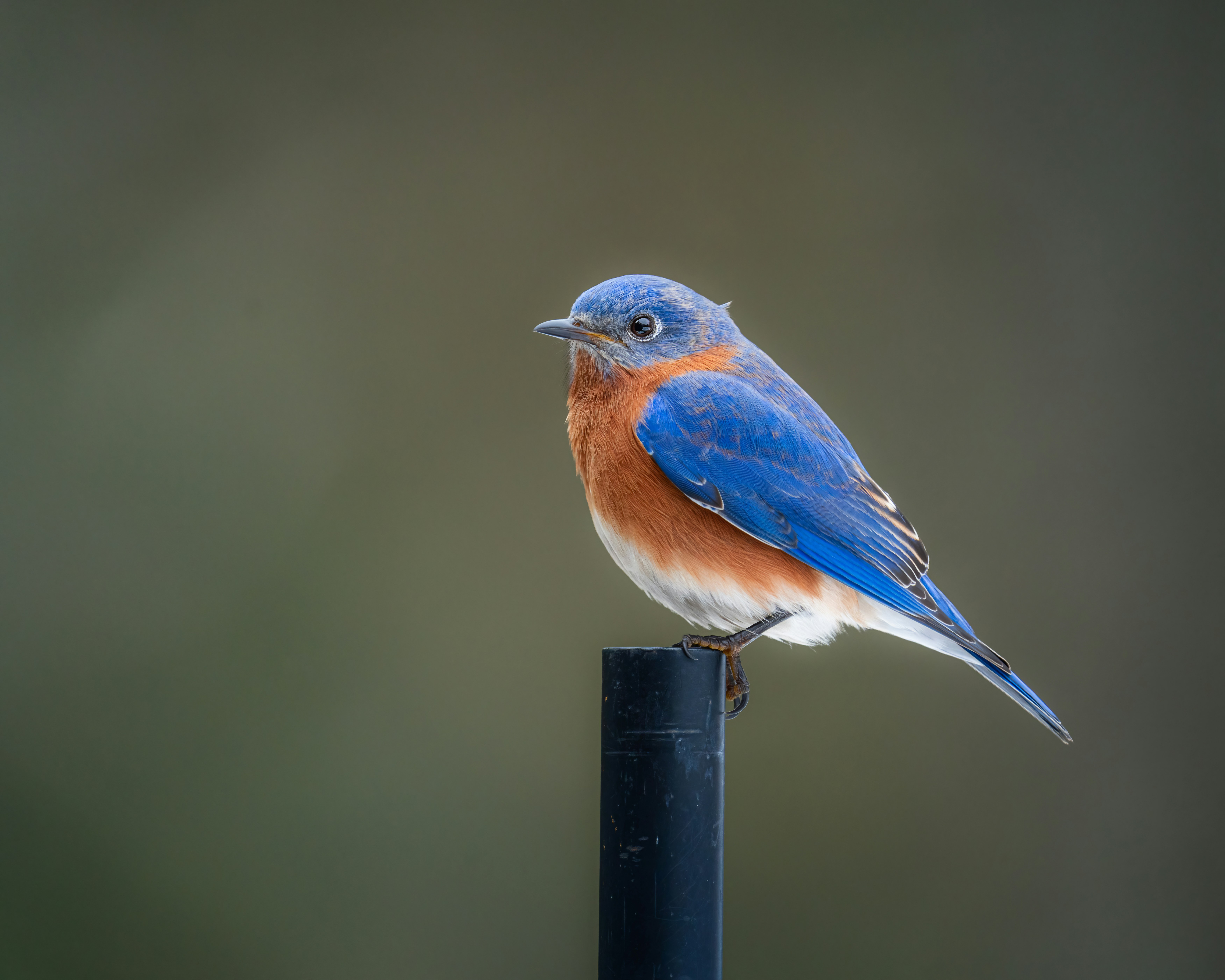 Photo by skylerewing