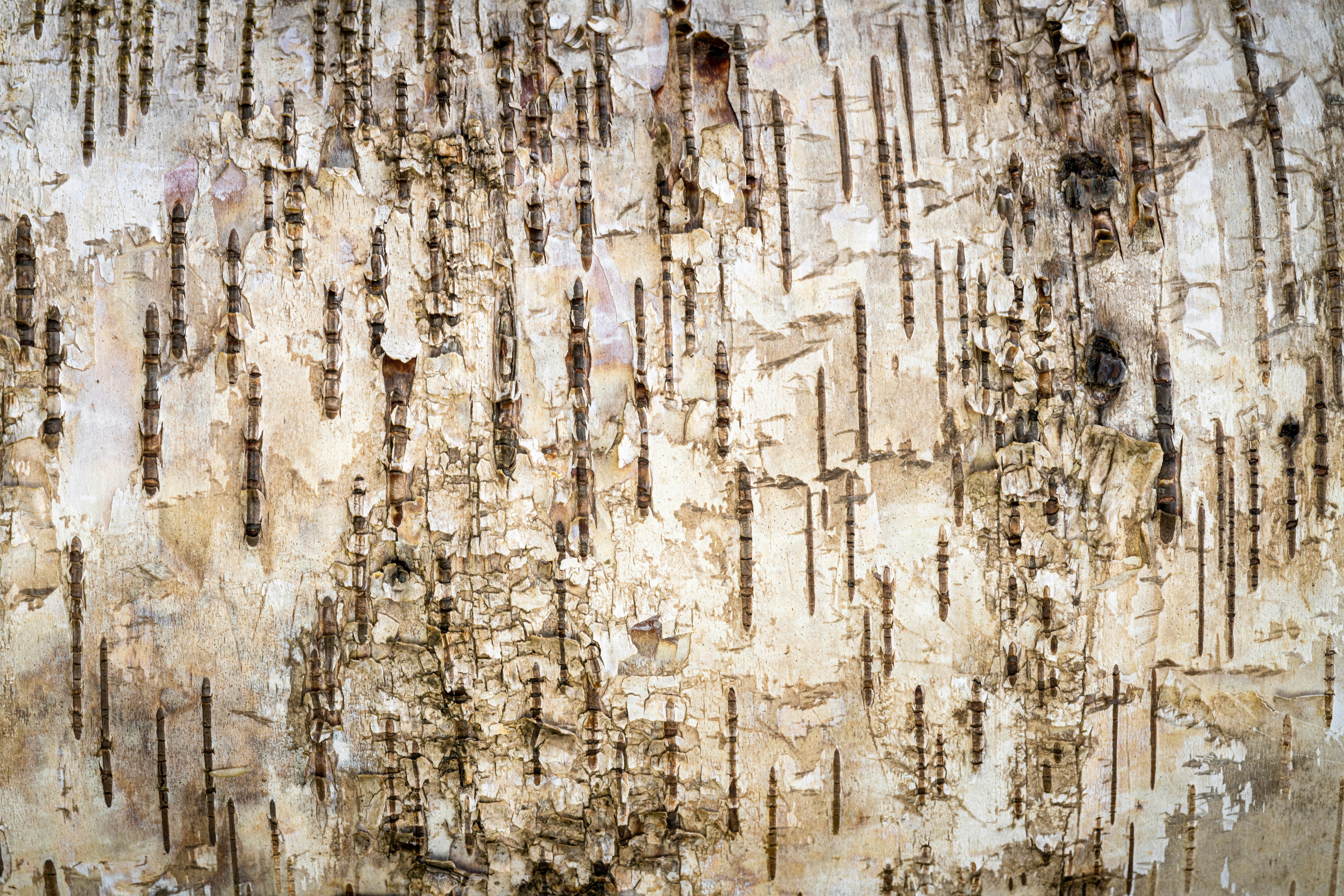 Photo by skylerewing