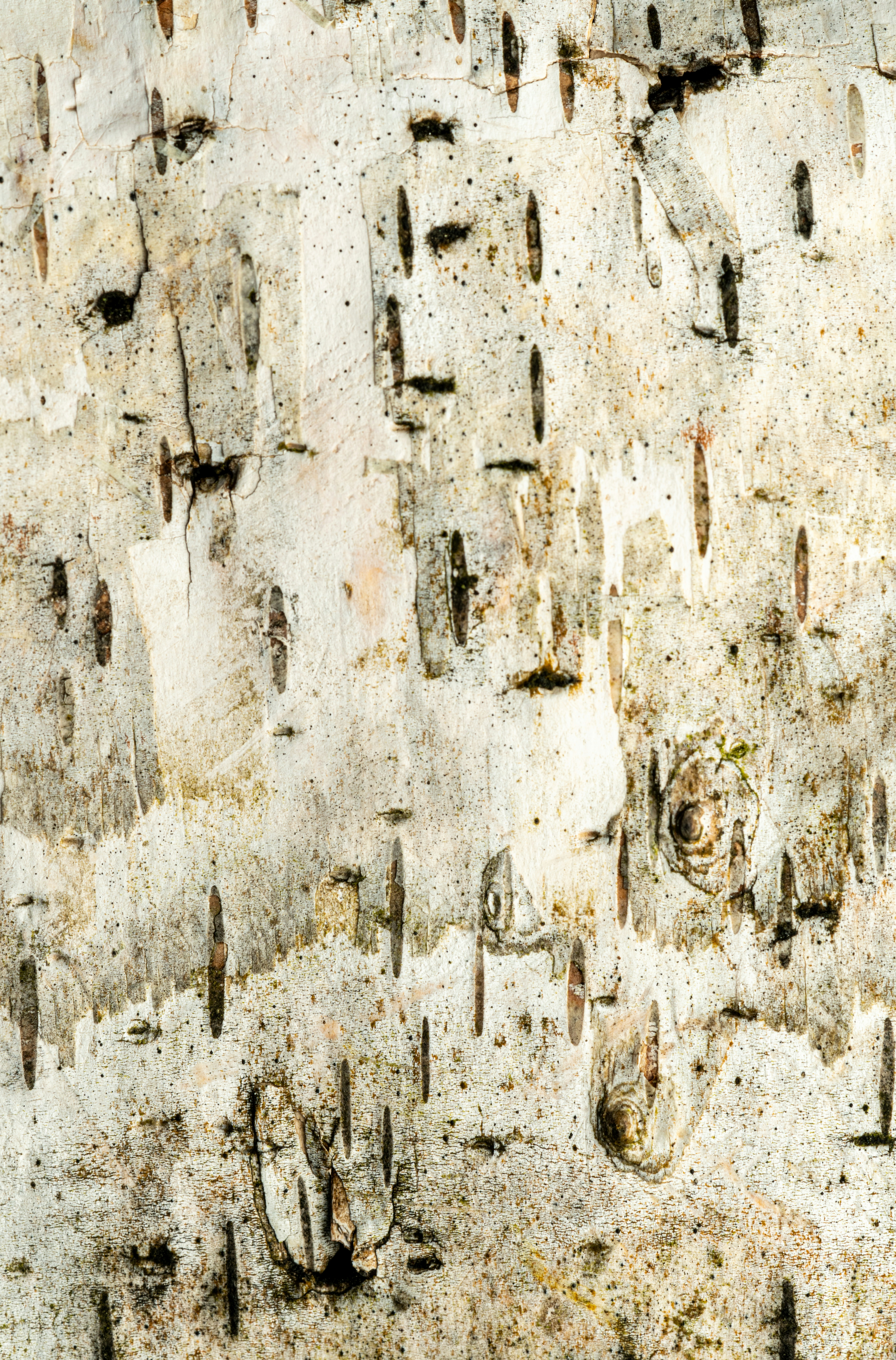 Photo by skylerewing