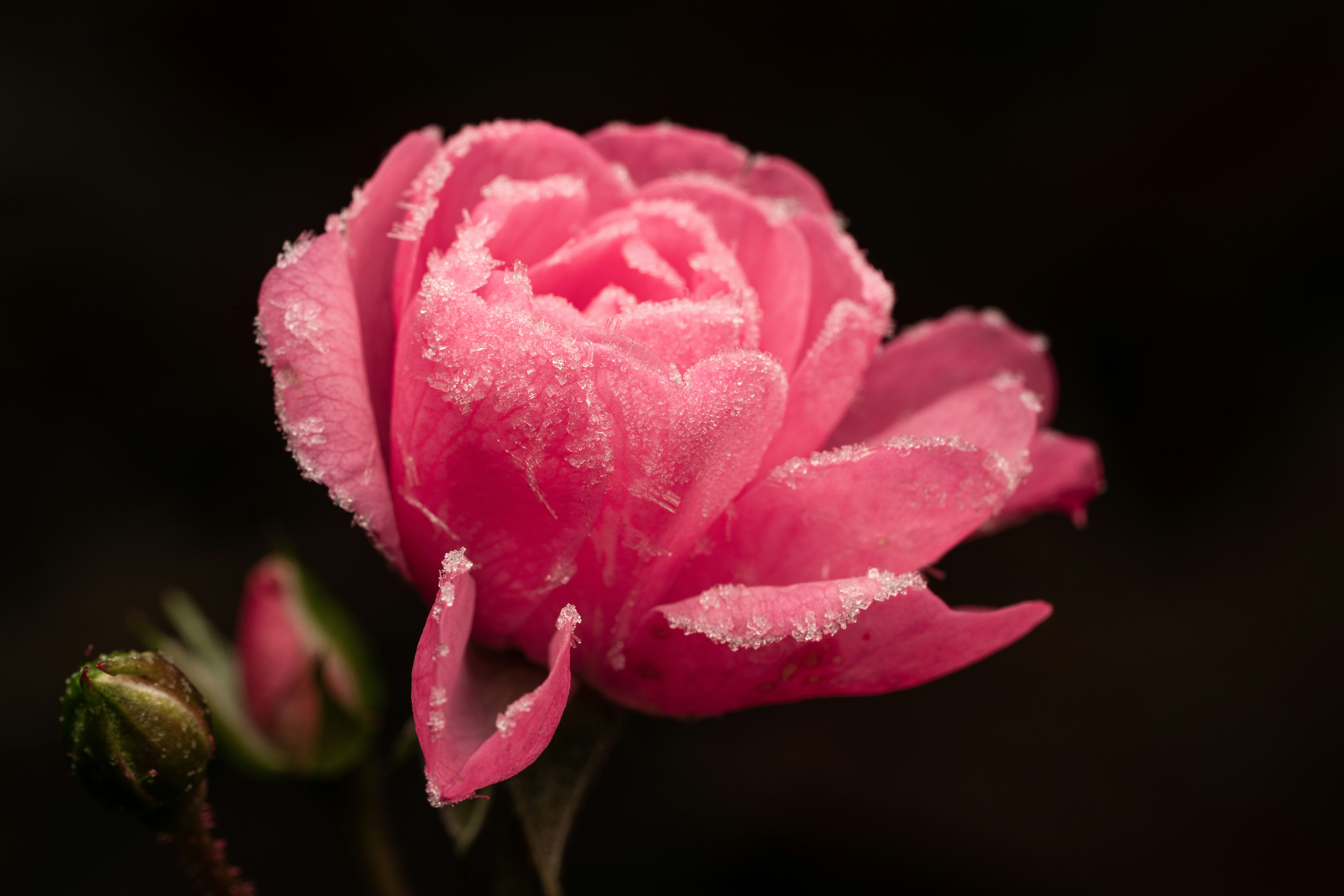 Photo by skylerewing