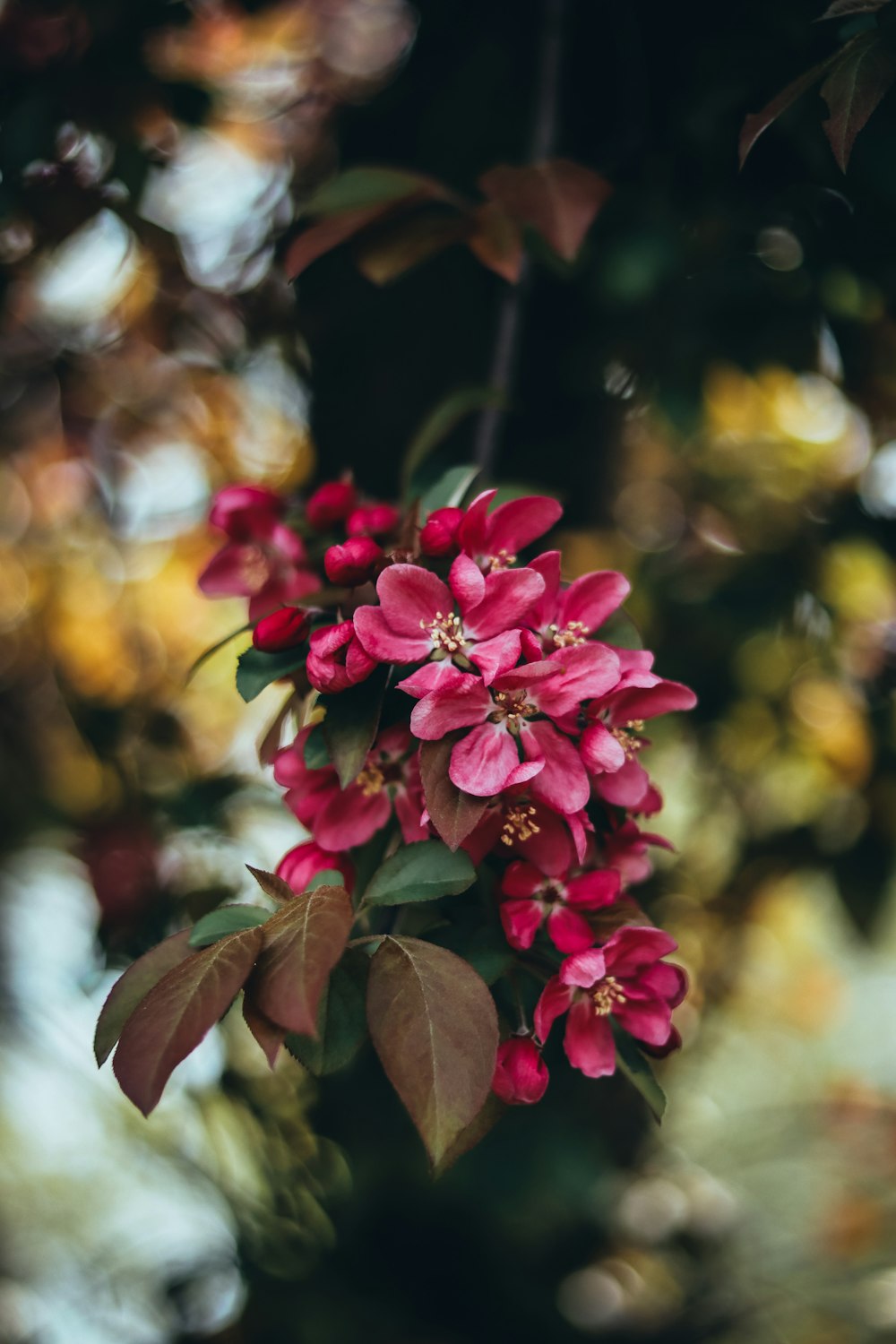 a close up of a flower