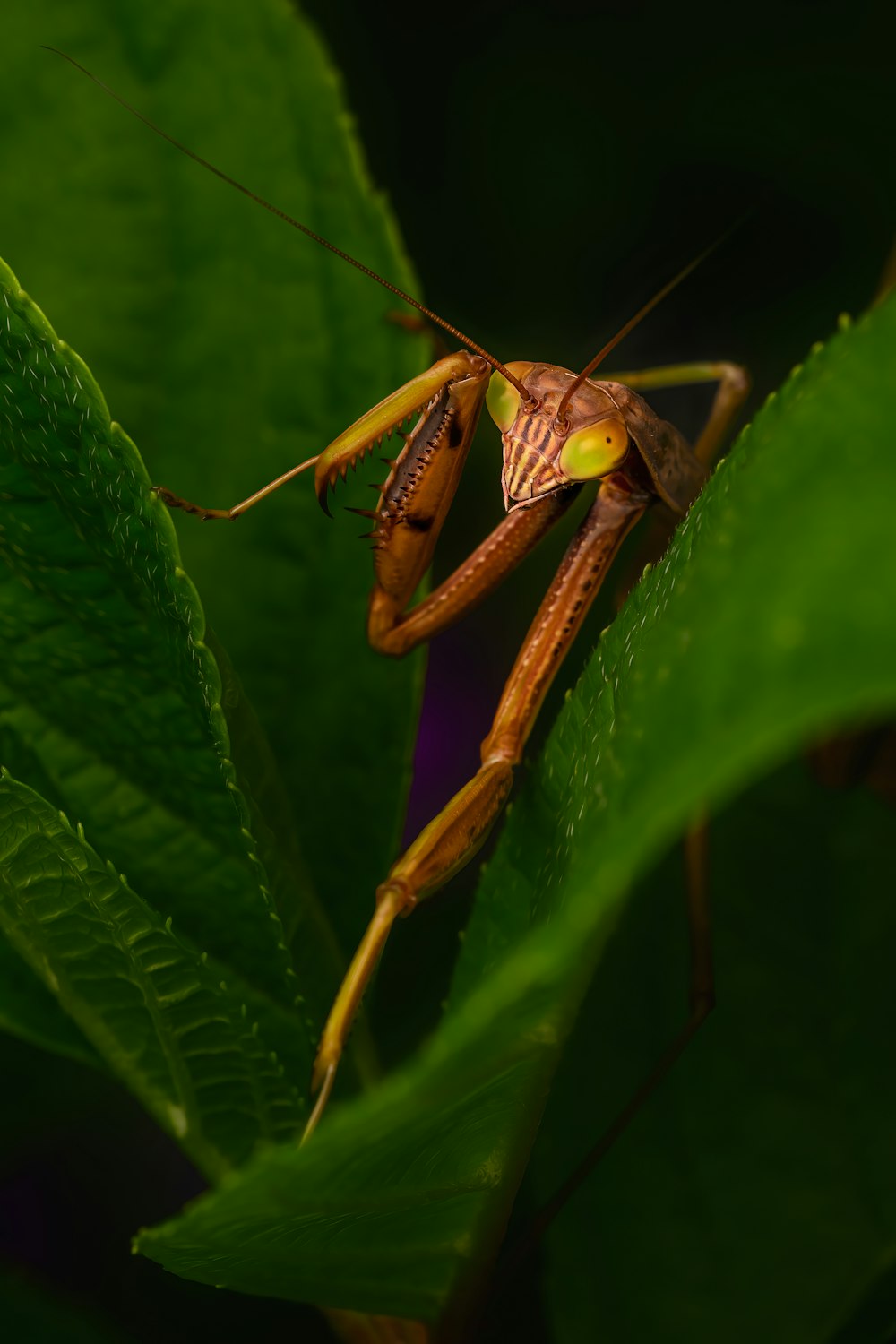 a insect on a leaf