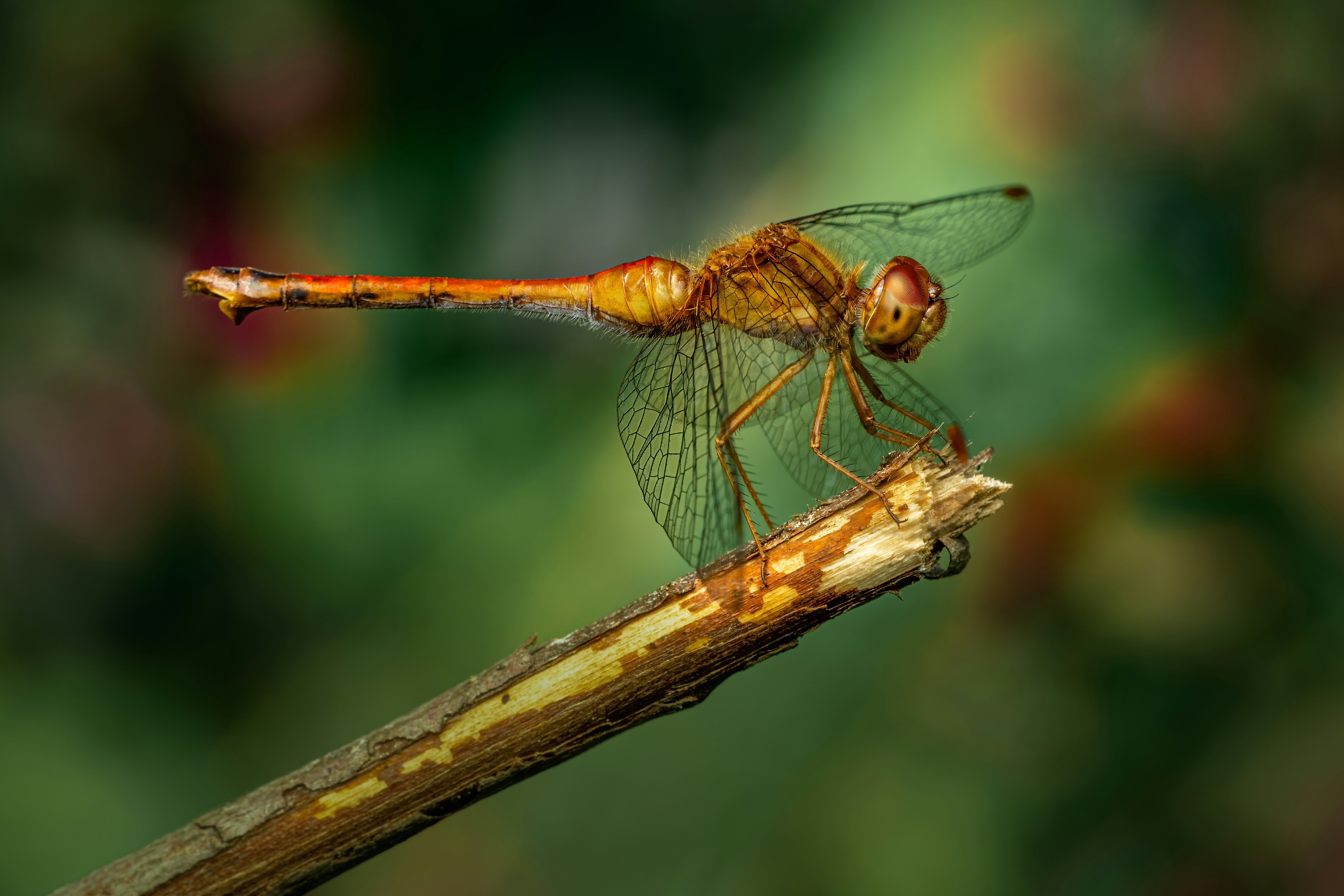 Photo by skylerewing