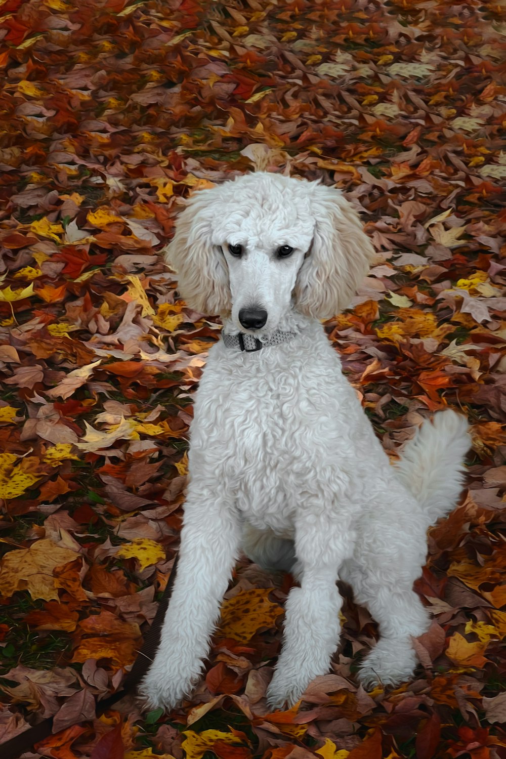 a white dog sitting on leaves