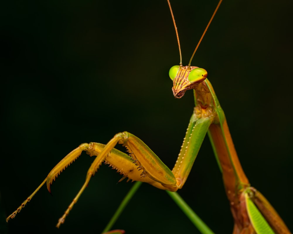 a green insect with long legs