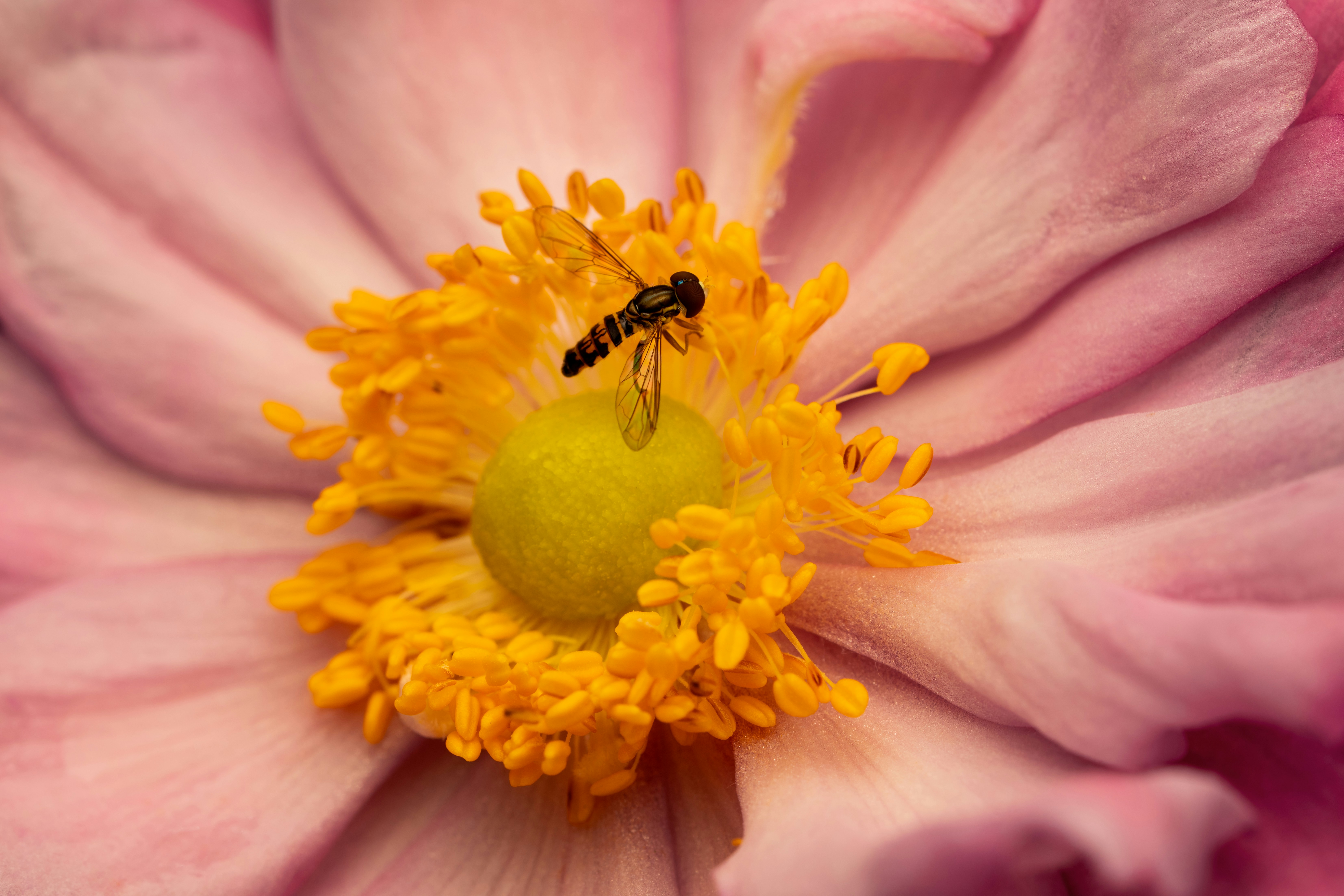 Photo by skylerewing