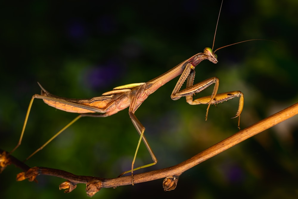 a couple of dragonfly on a branch