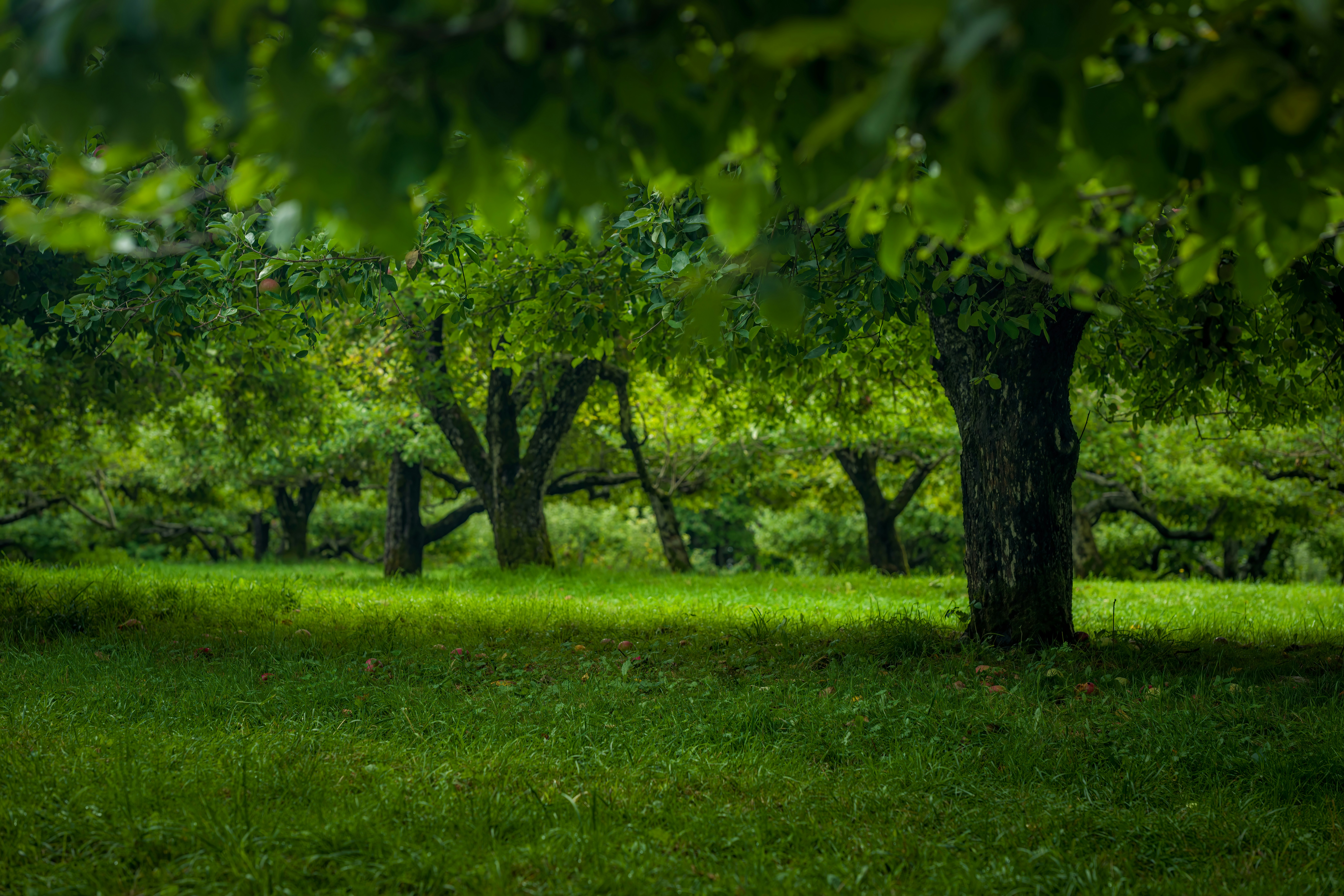 Photo by skylerewing