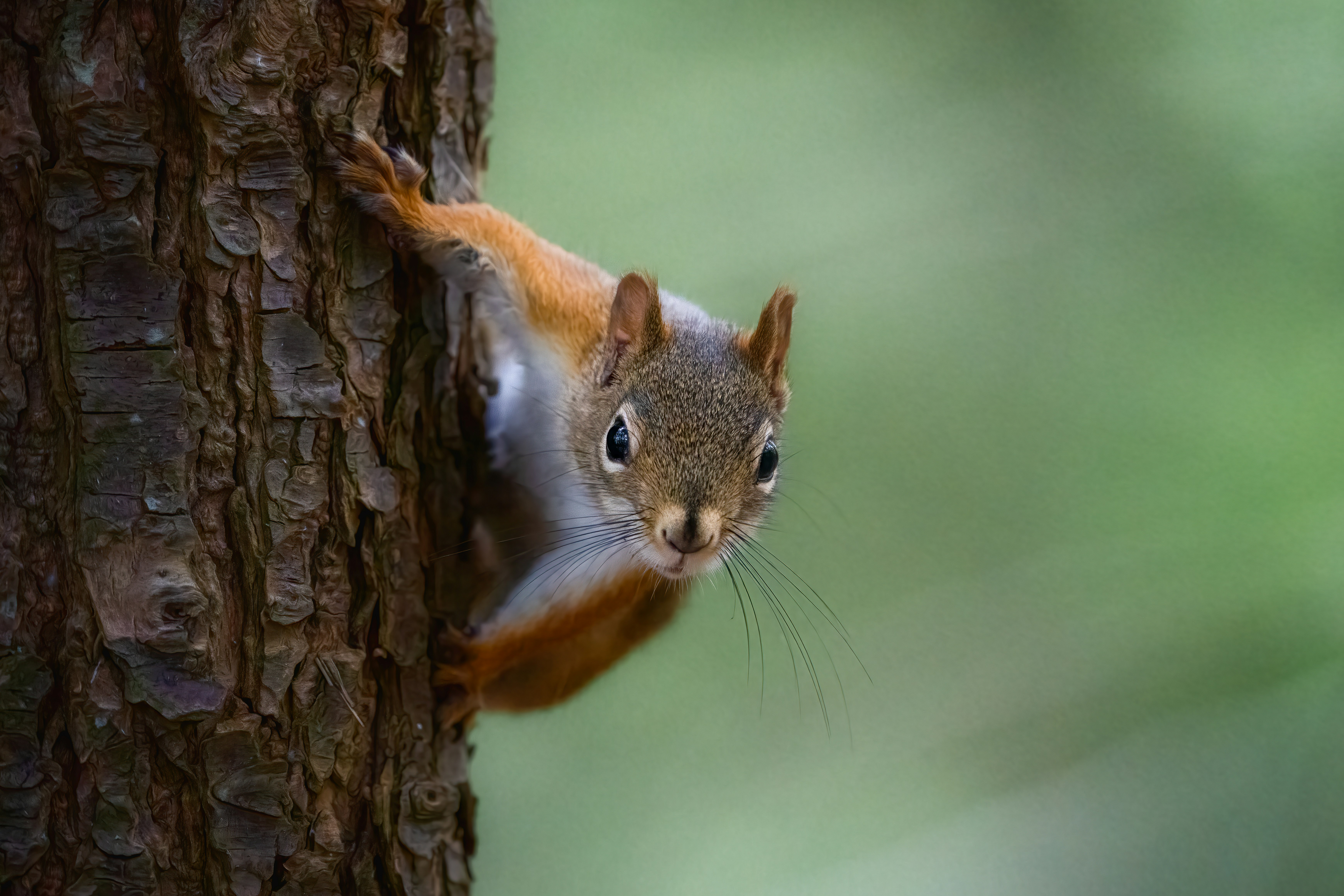 Photo by skylerewing