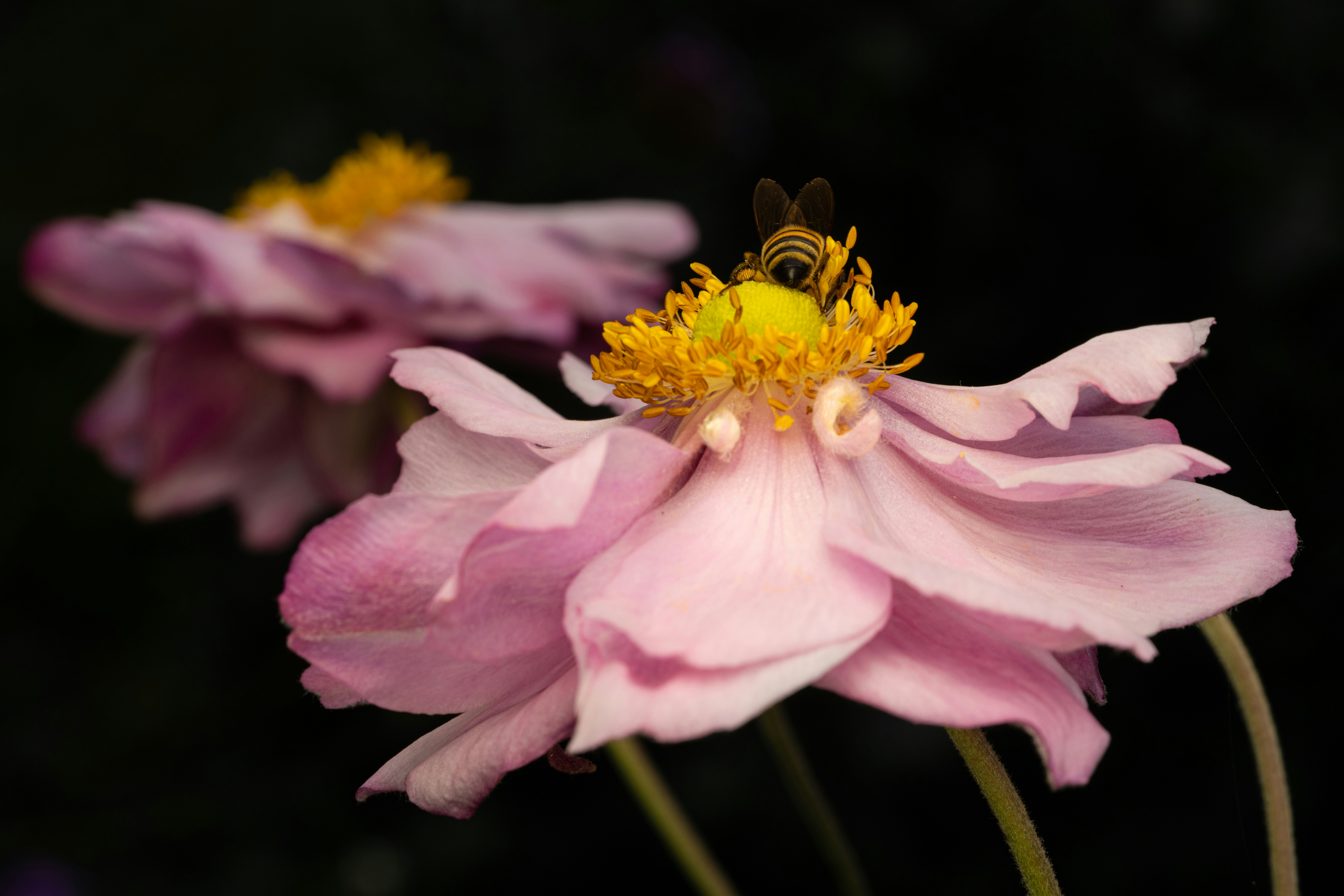 Photo by skylerewing