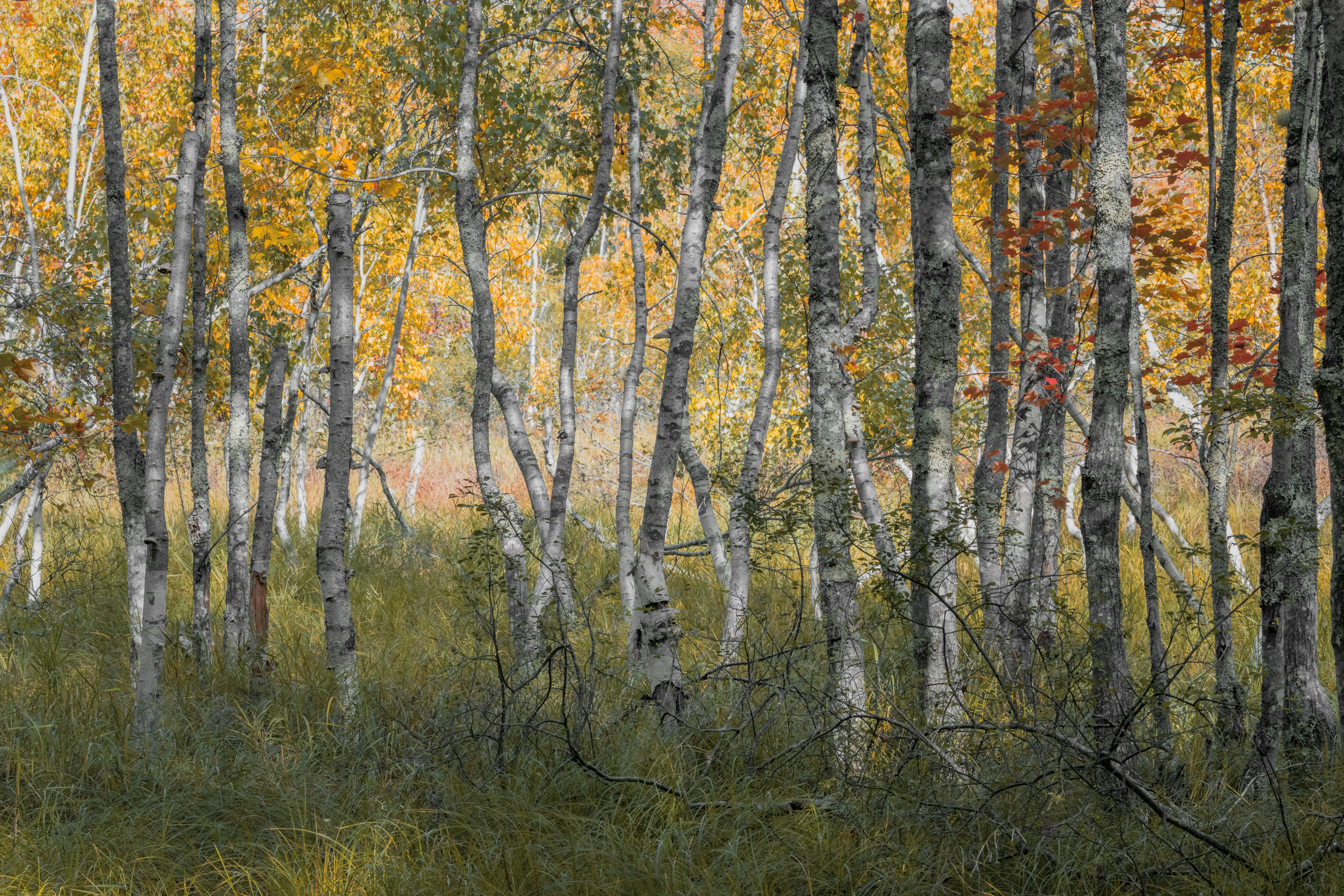 Photo by skylerewing