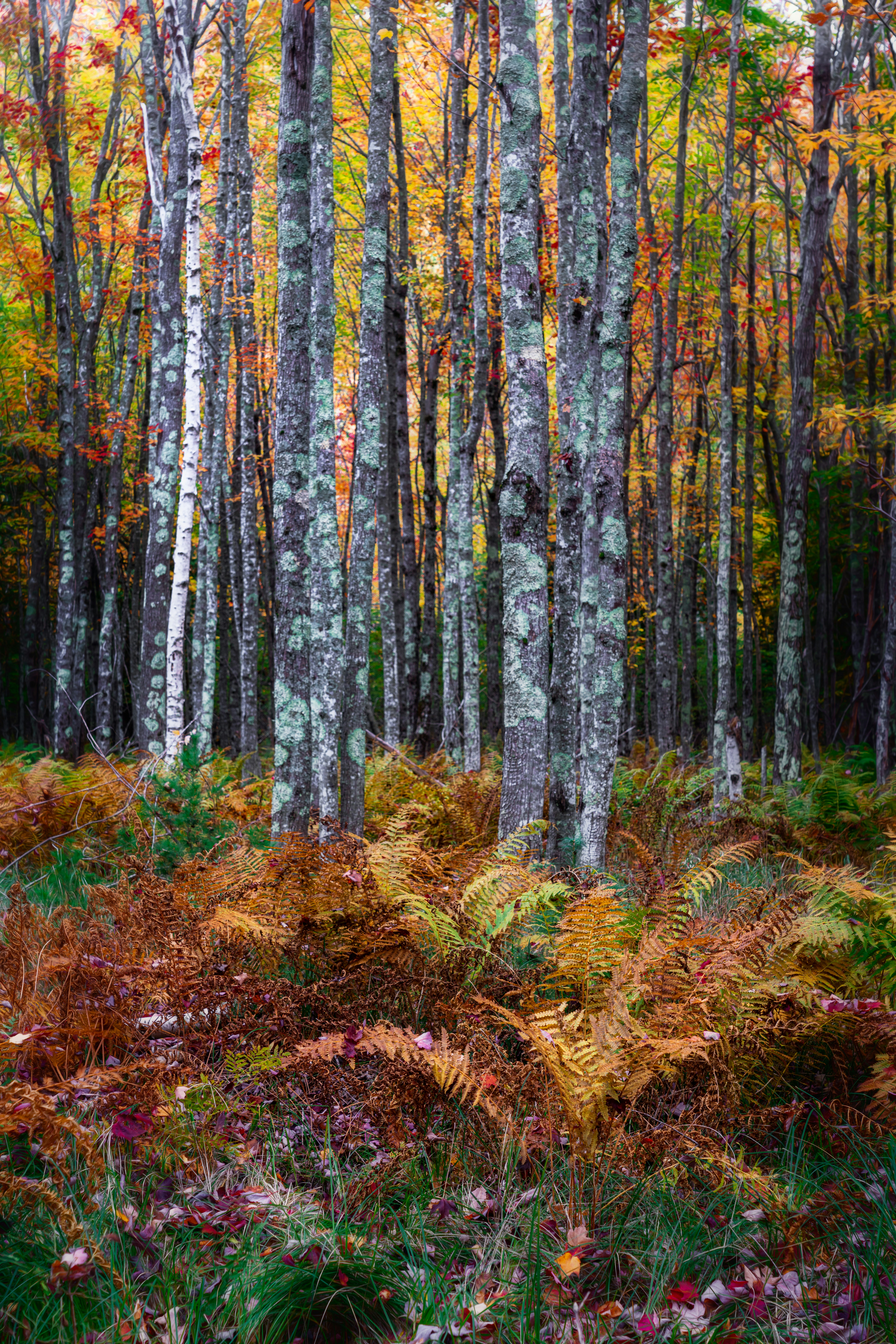 Photo by skylerewing