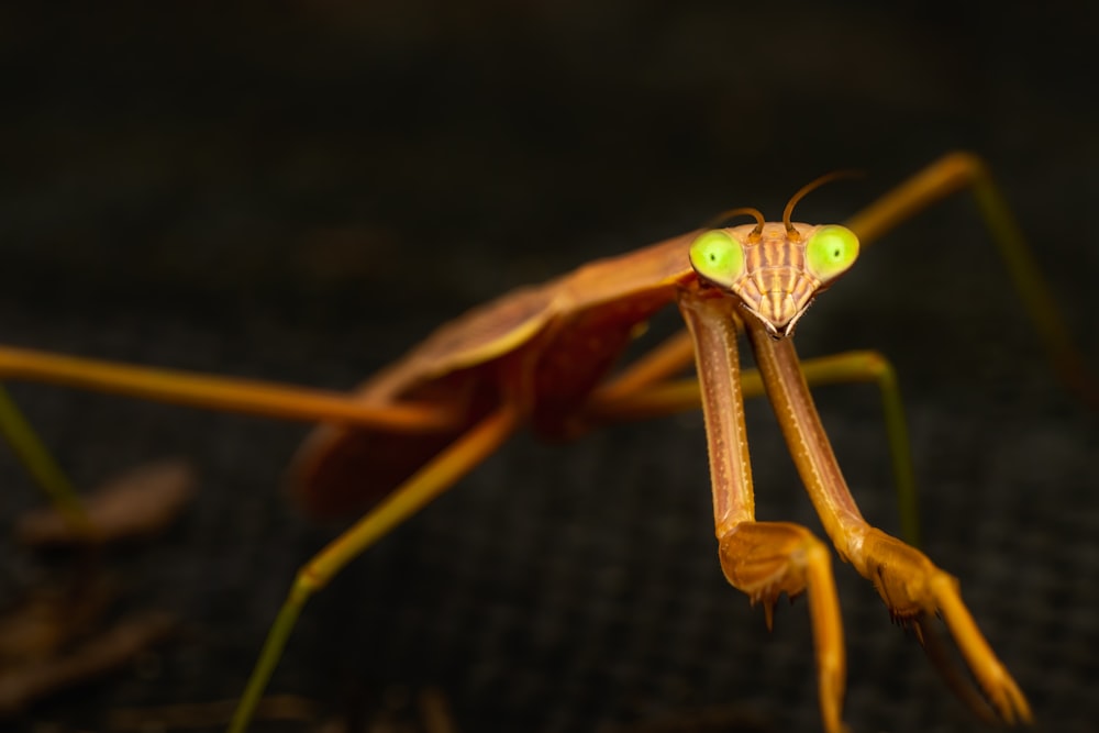 a close up of a dragonfly