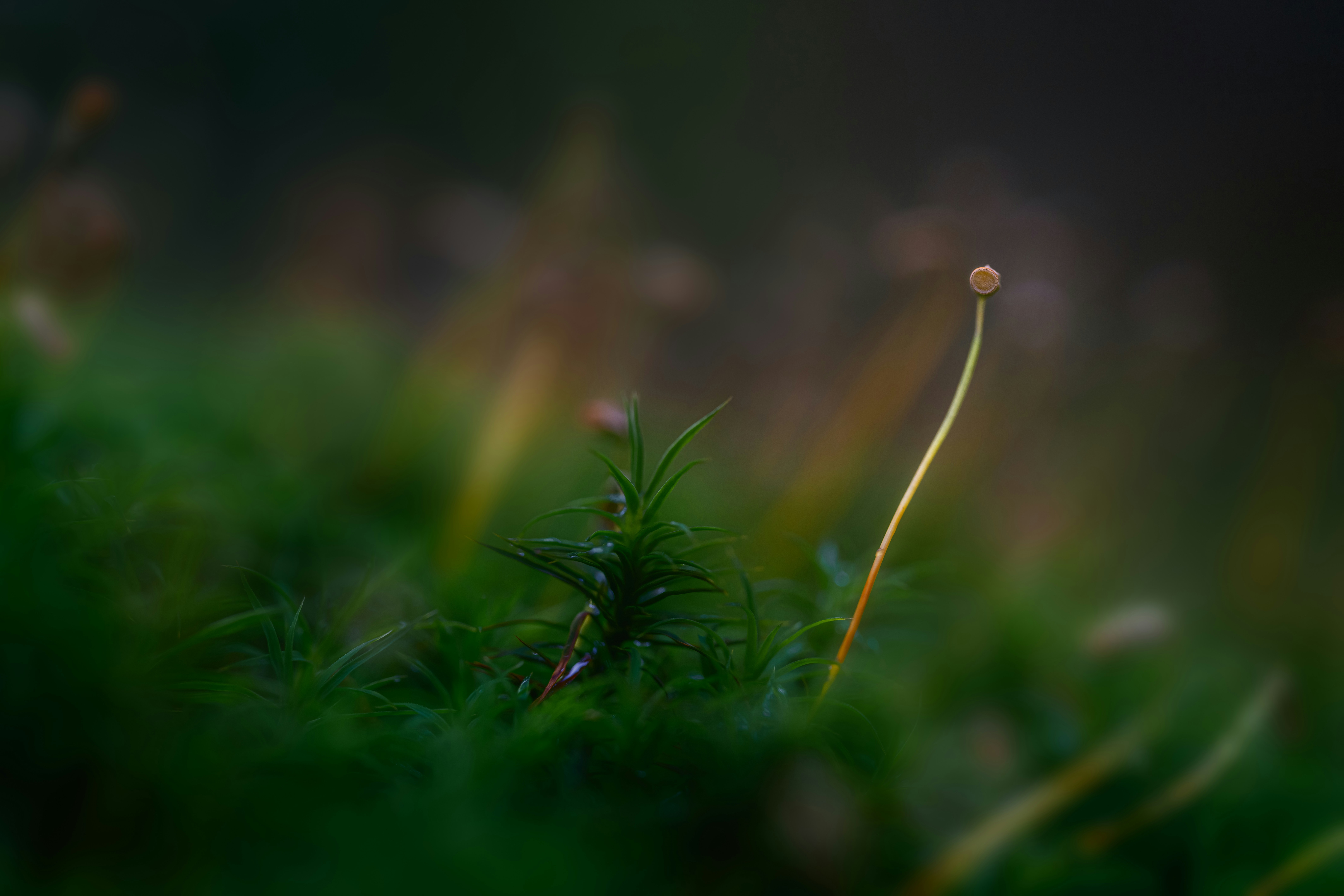 Photo by skylerewing