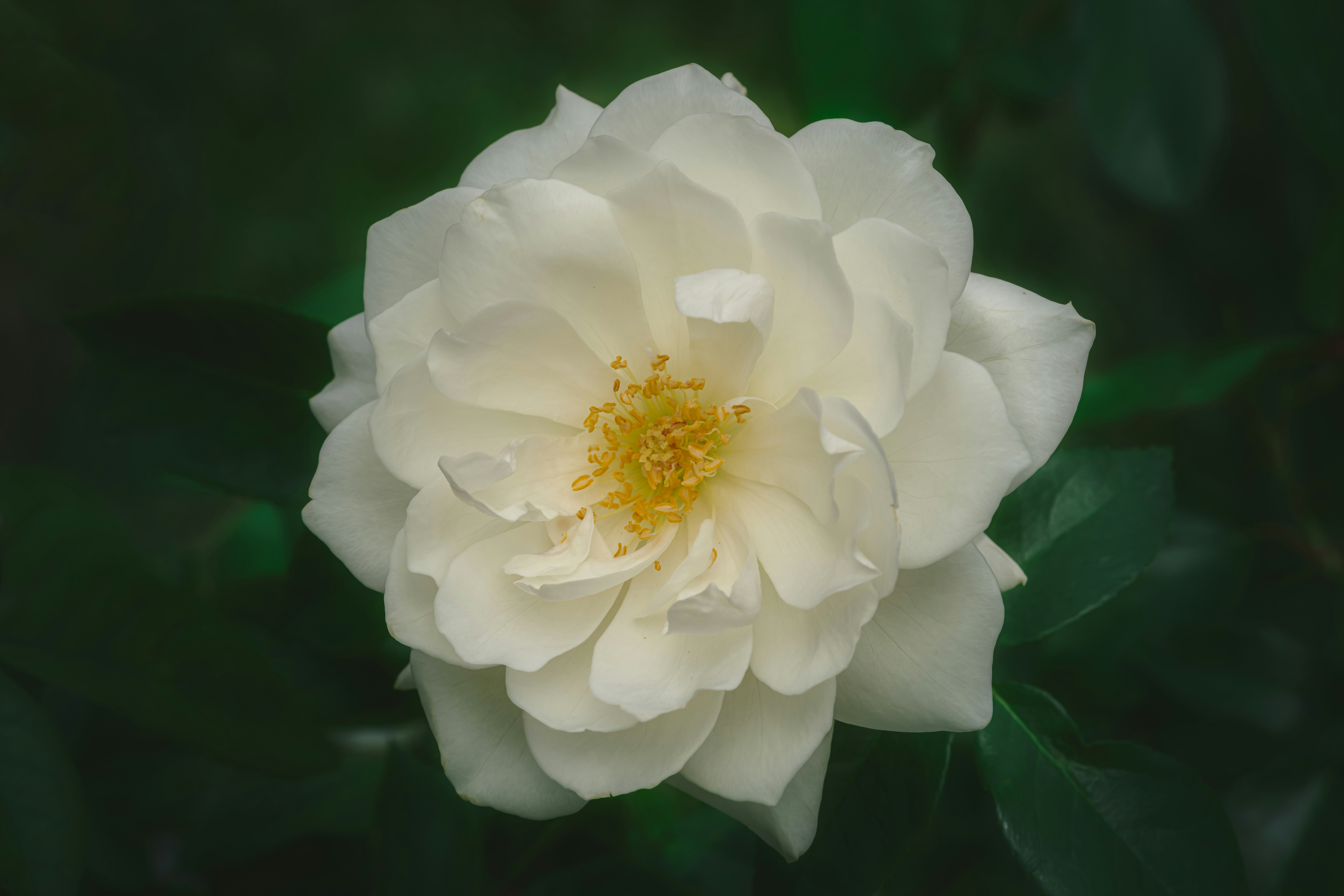 Photo by skylerewing