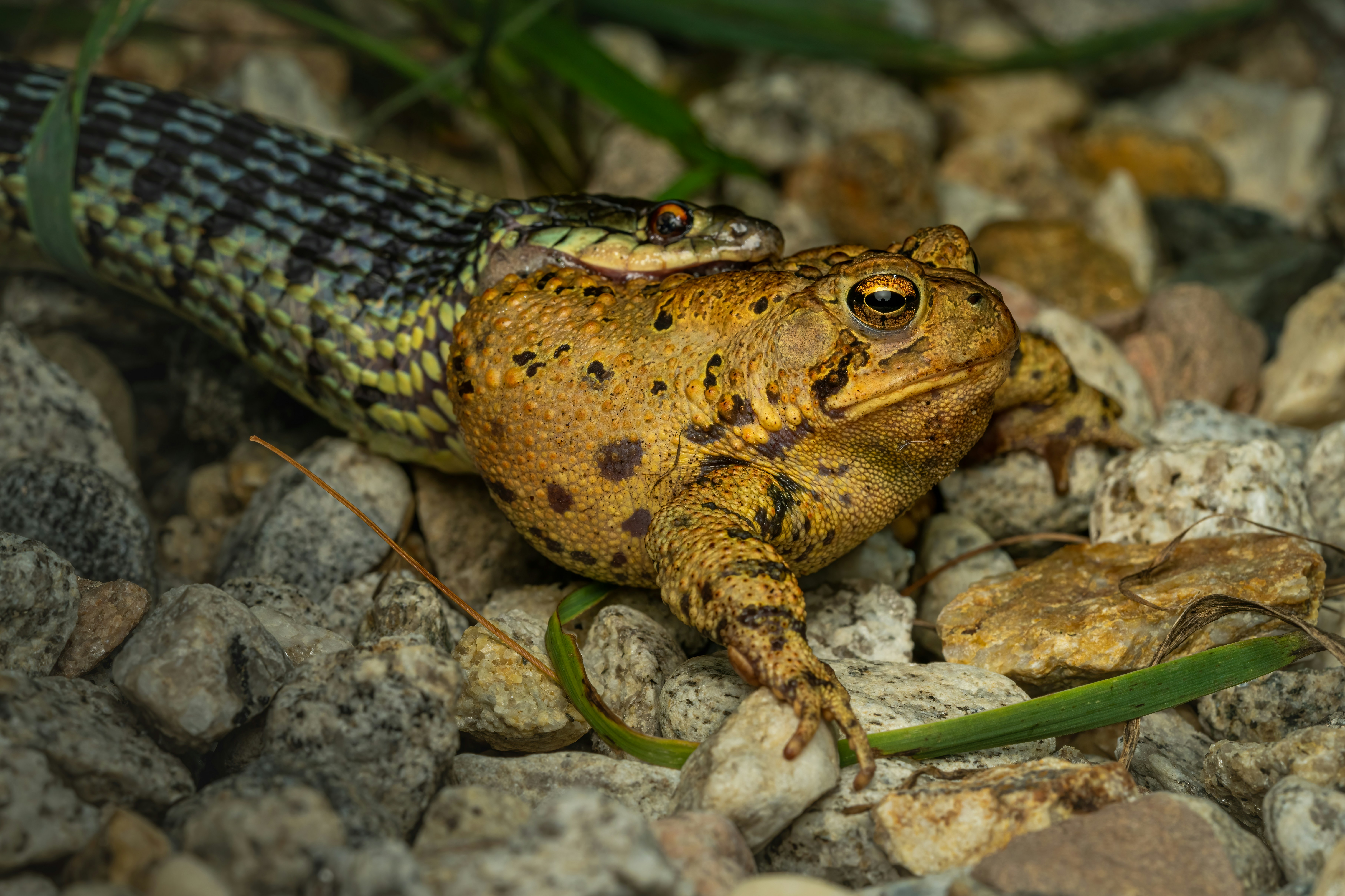 Photo by skylerewing