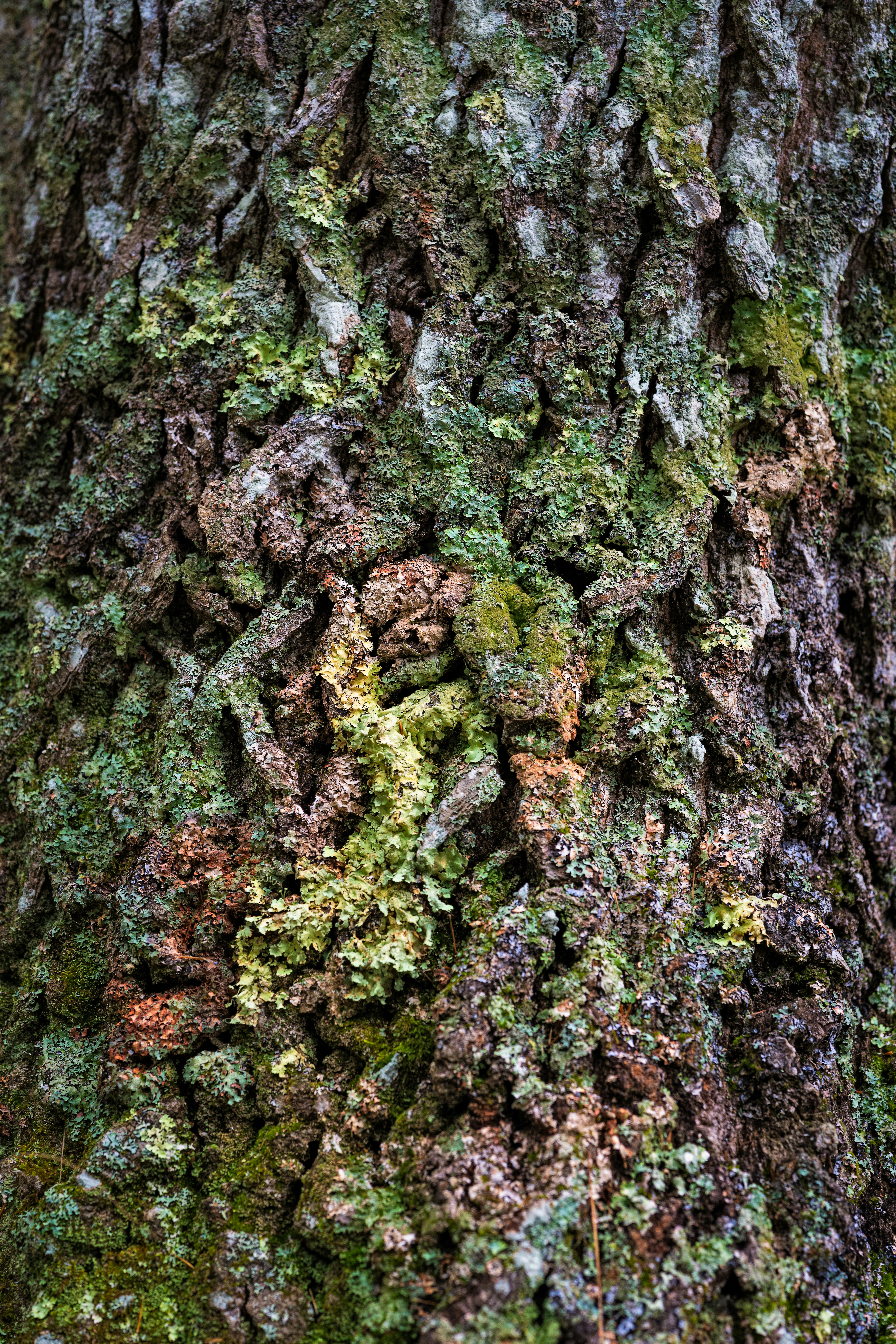 Photo by skylerewing